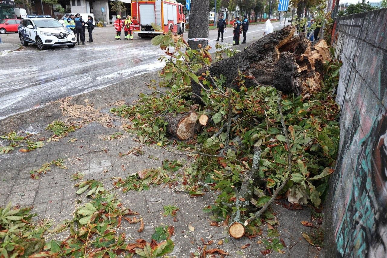El árbol que cayó en Gran Vía y produjo un accidente. // Alberte