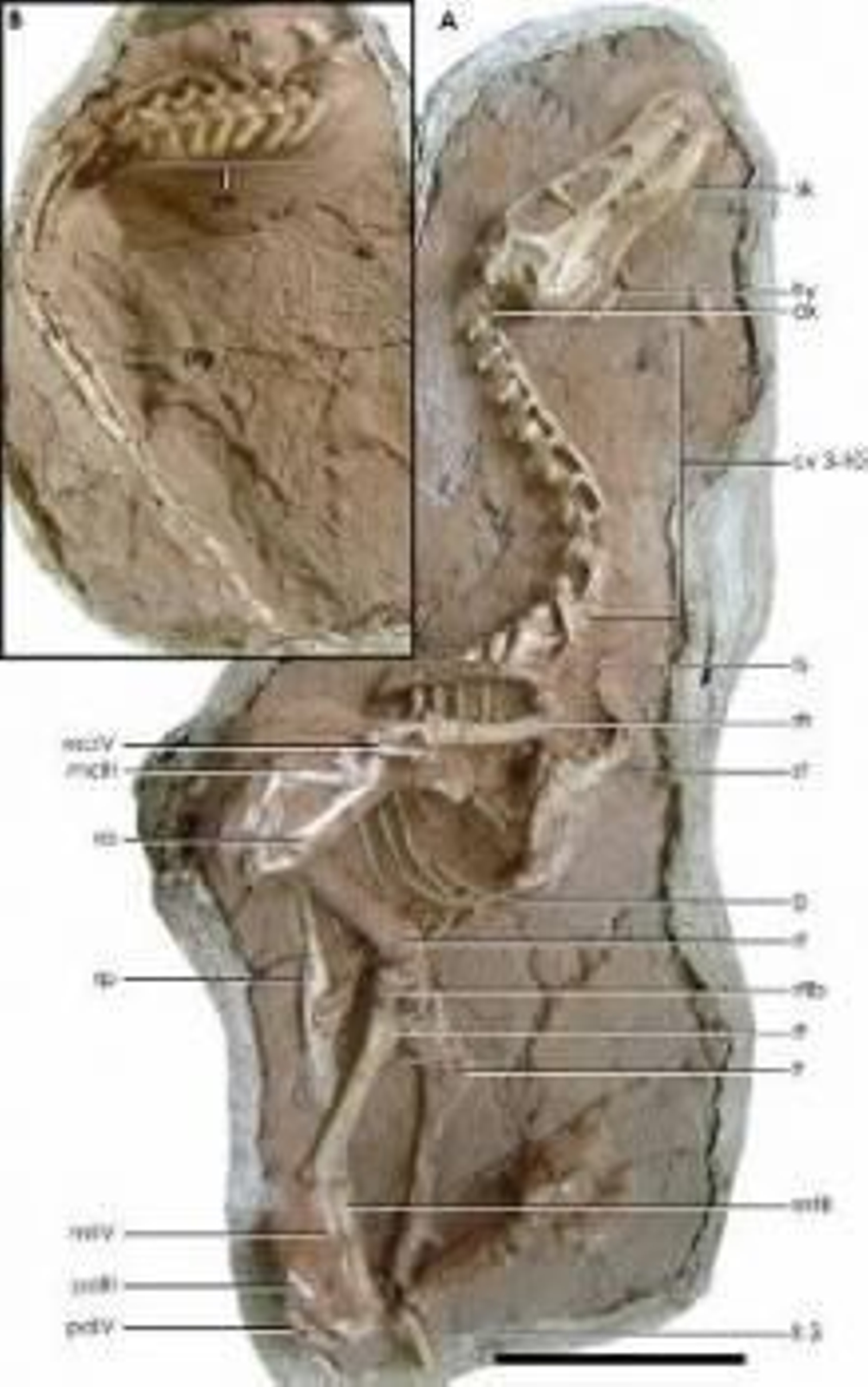 Restos del 'Linheraptor exquisitus'.