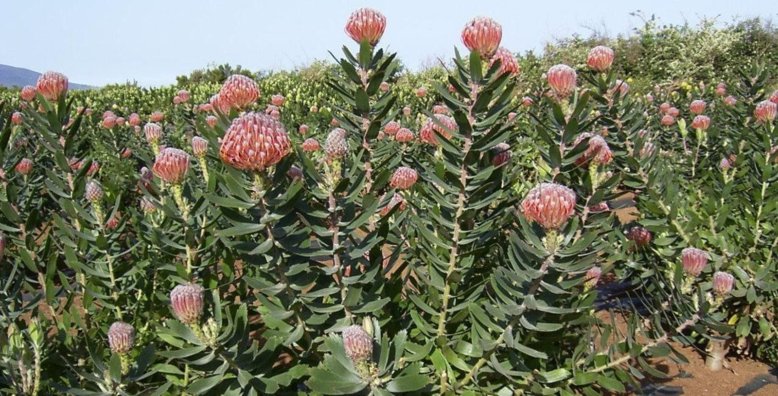 Cultivo de proteas en la isla de La Palma