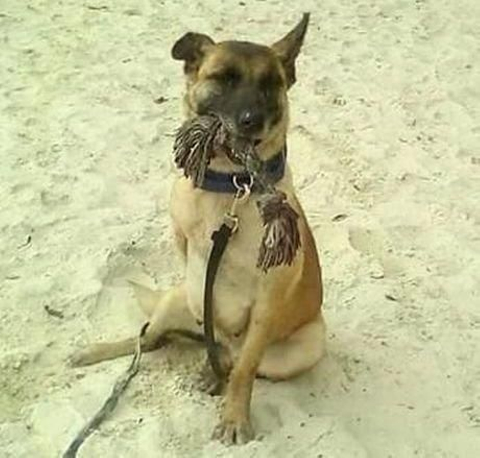 "Vespa" es un pastor belga malinois, muy juguetona y cariñosa.