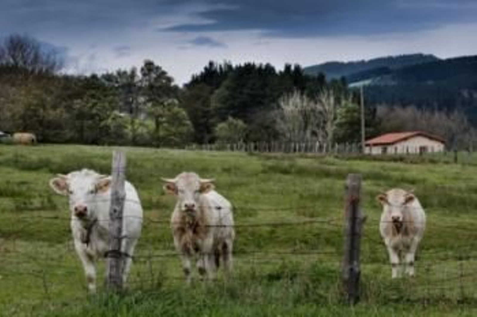 Cooperativas dicen que subida precio de cereales amenaza la ganadería gallega
