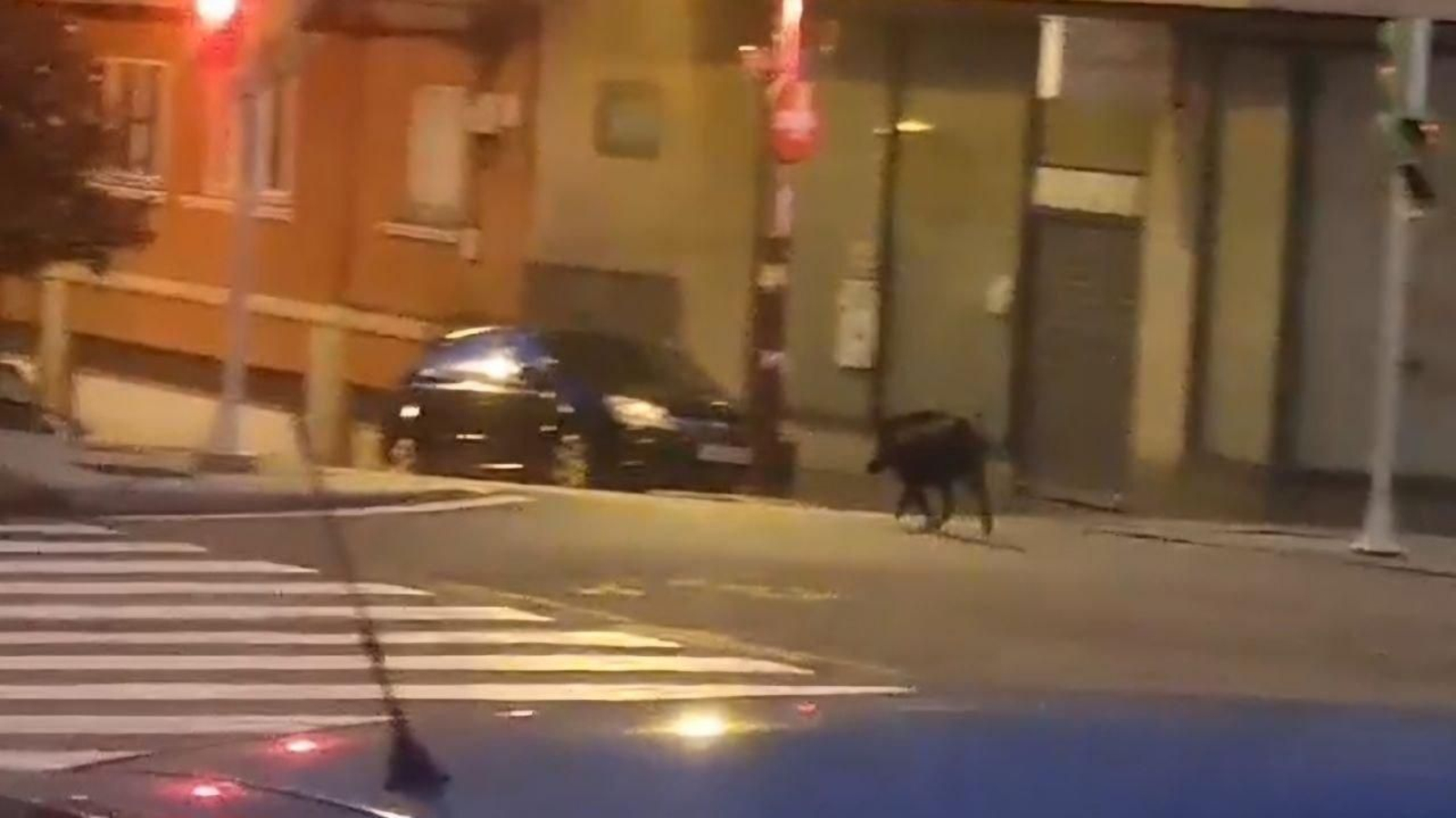 El jabalí por la carretera en Vigo.