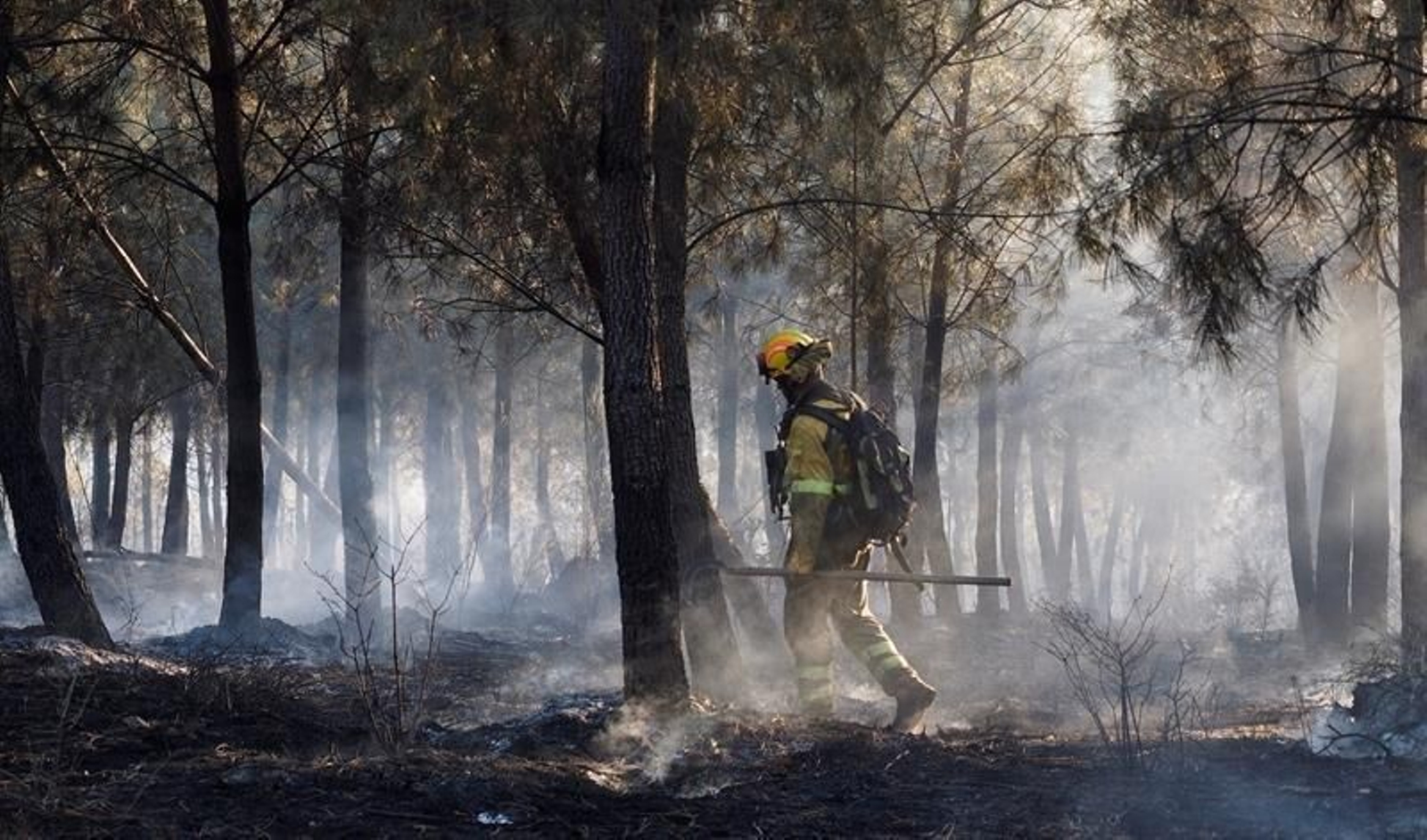 Un bombero forestal camina por un pinar arrasado por el fuego