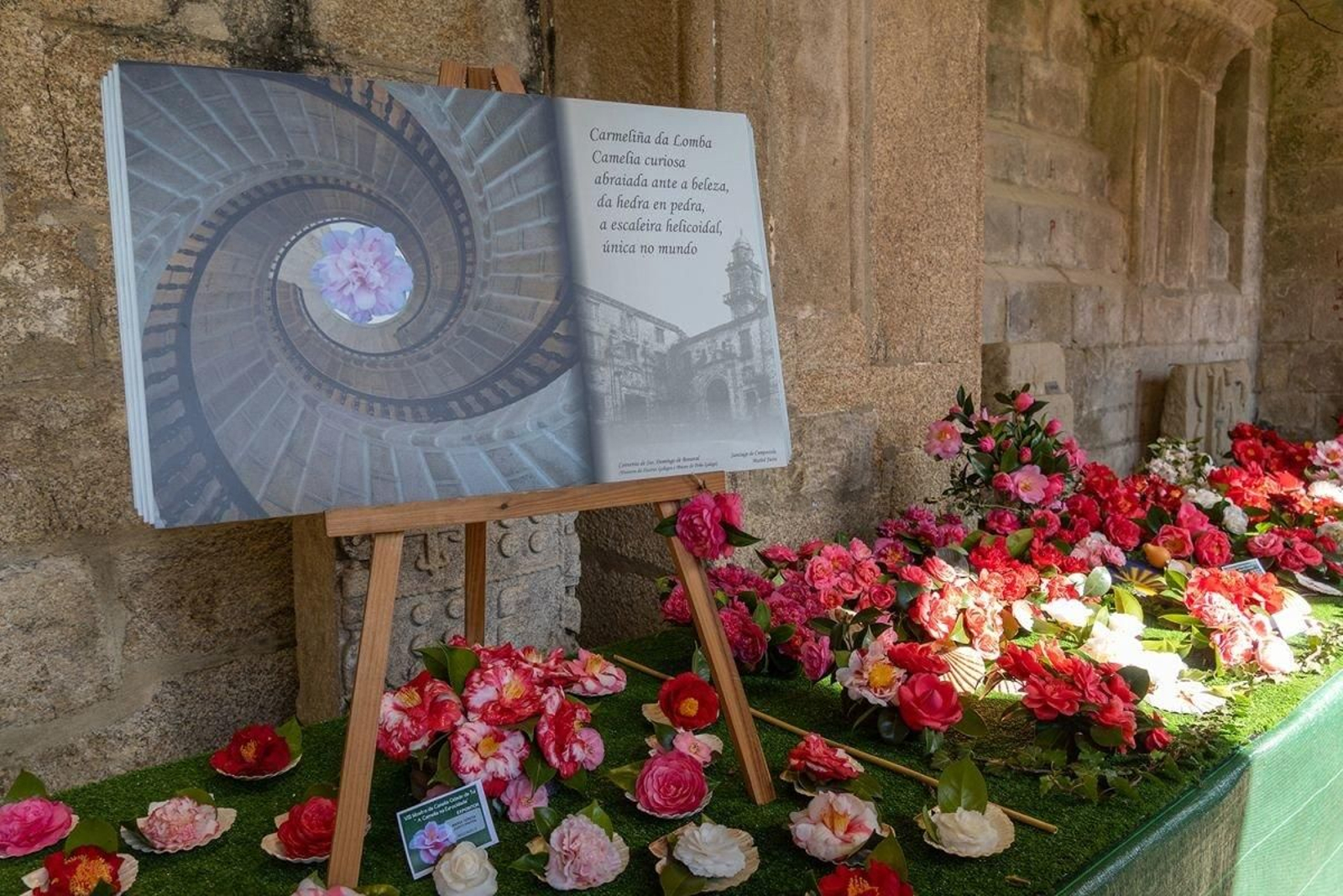 Camelias de distintas clases expuestas en el claustro de la Catedral de Tui.