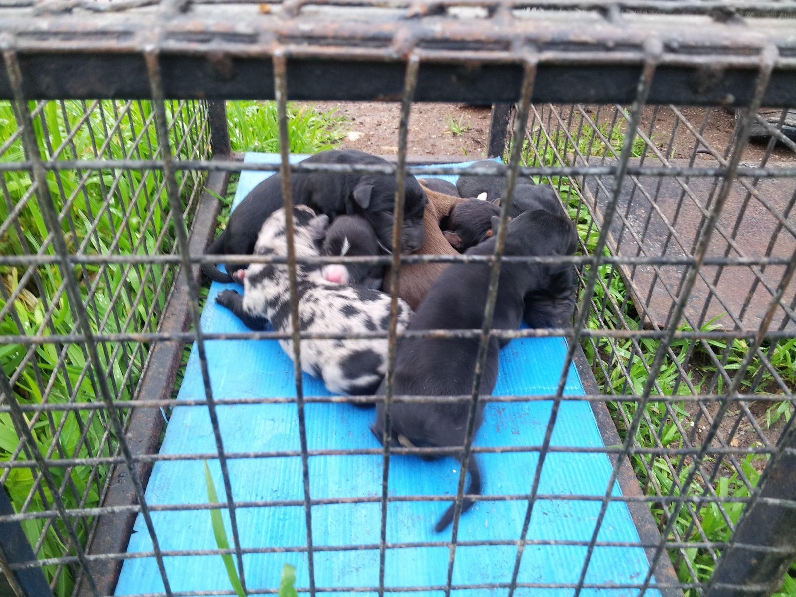 Imagen de los cinco cachorros que lograron sobrevivir.