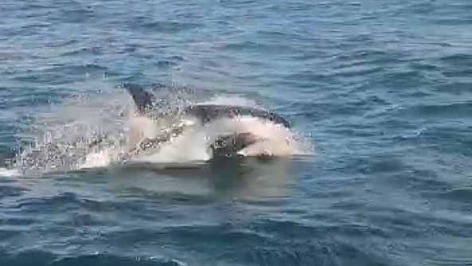 Imagen de archivo de una orca.