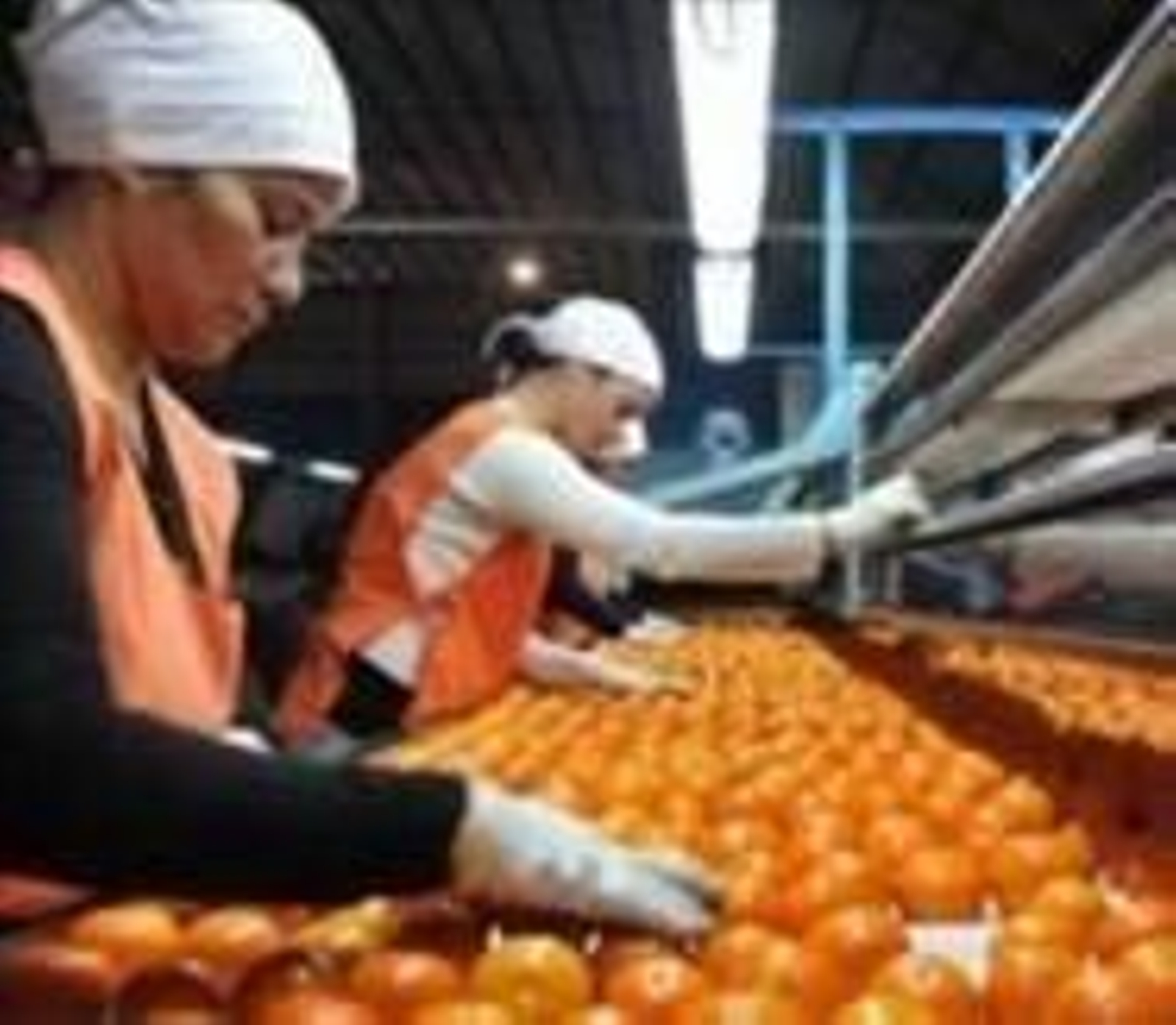 Almacén de naranjas.