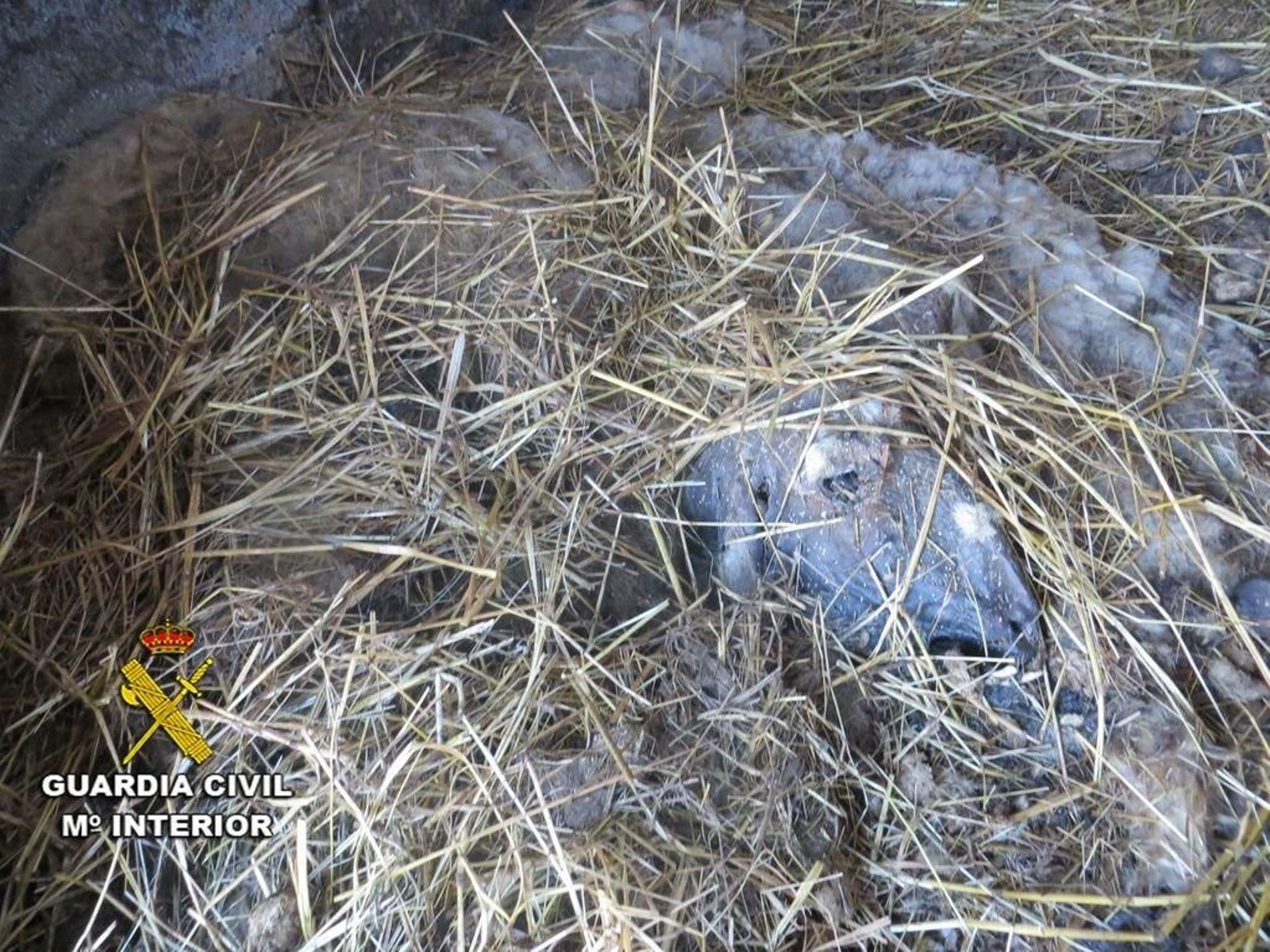 Los agentes del Seprona encontraron el cadáver de la oveja y su cría en estado de putrefacción.