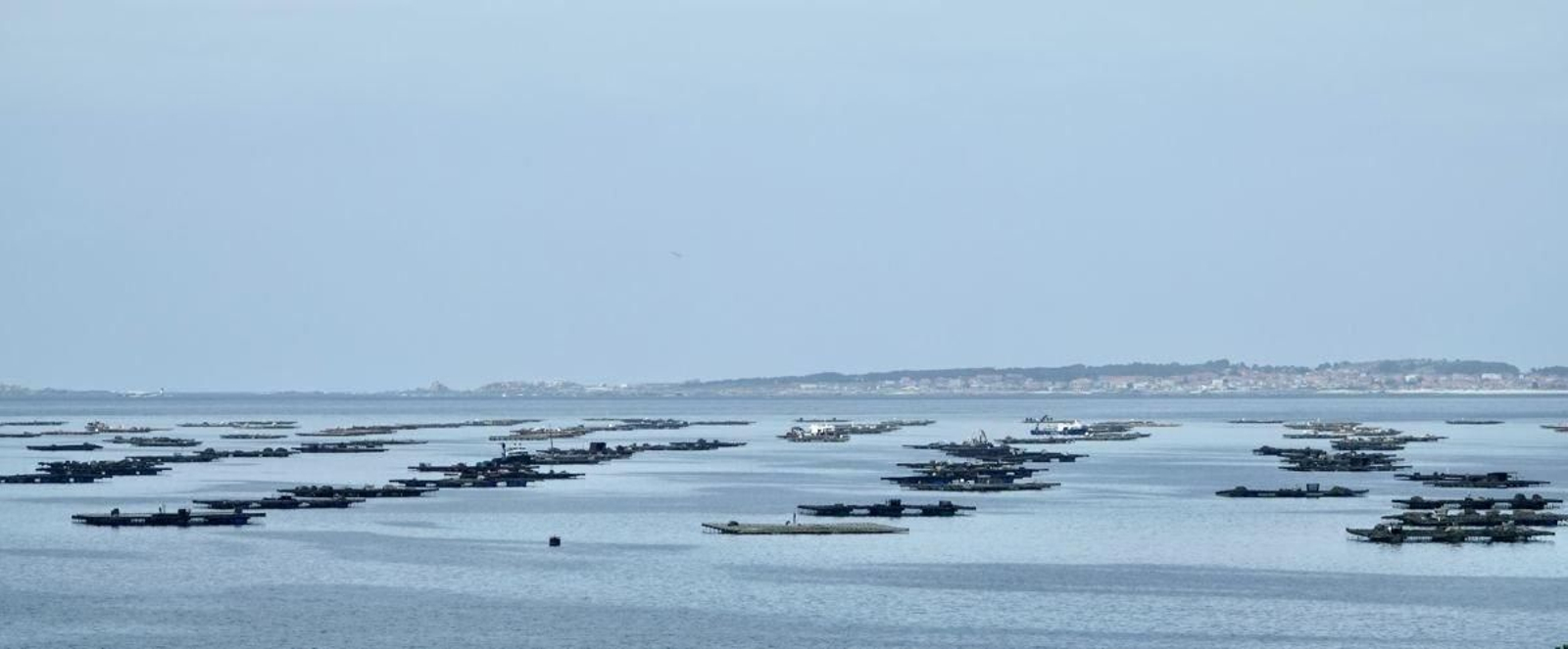 El Intecmar es un centro clave para el marisqueo y la acuicultura.