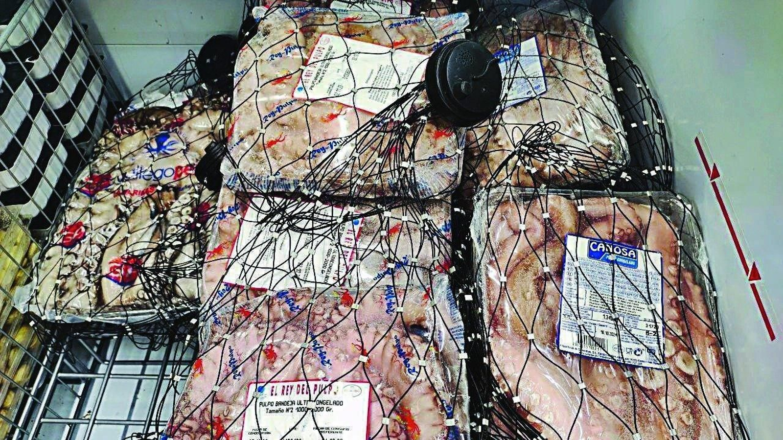 El pulpo aparece ahora “encadenado” para evitar sustracciones.