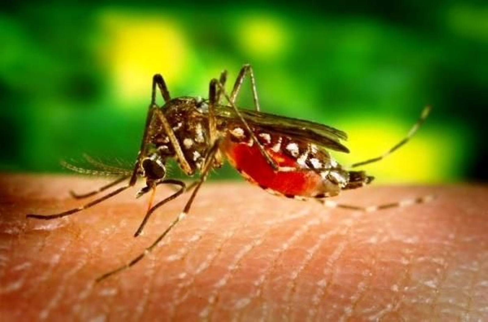 Los mosquitos pueden transmitir enfermedades tan peligrosas como el paludismo.