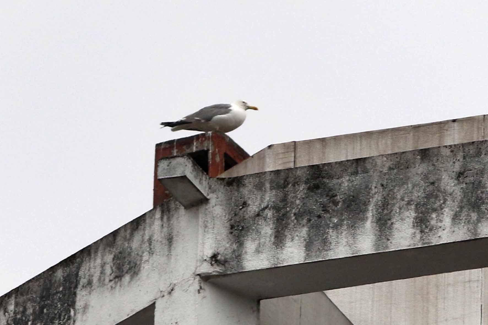 Las colonias de gaviotas en la ciudad se han reducido con el control de huevos en los nidos.