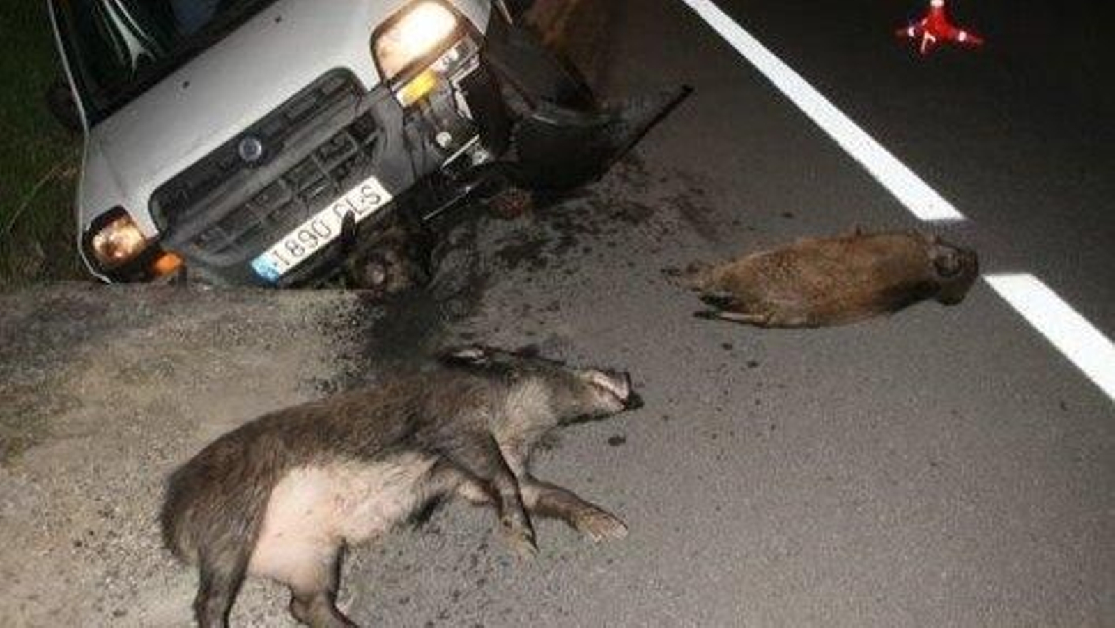 Vehículo accidentado tras chocar con una manada de jabalíes.