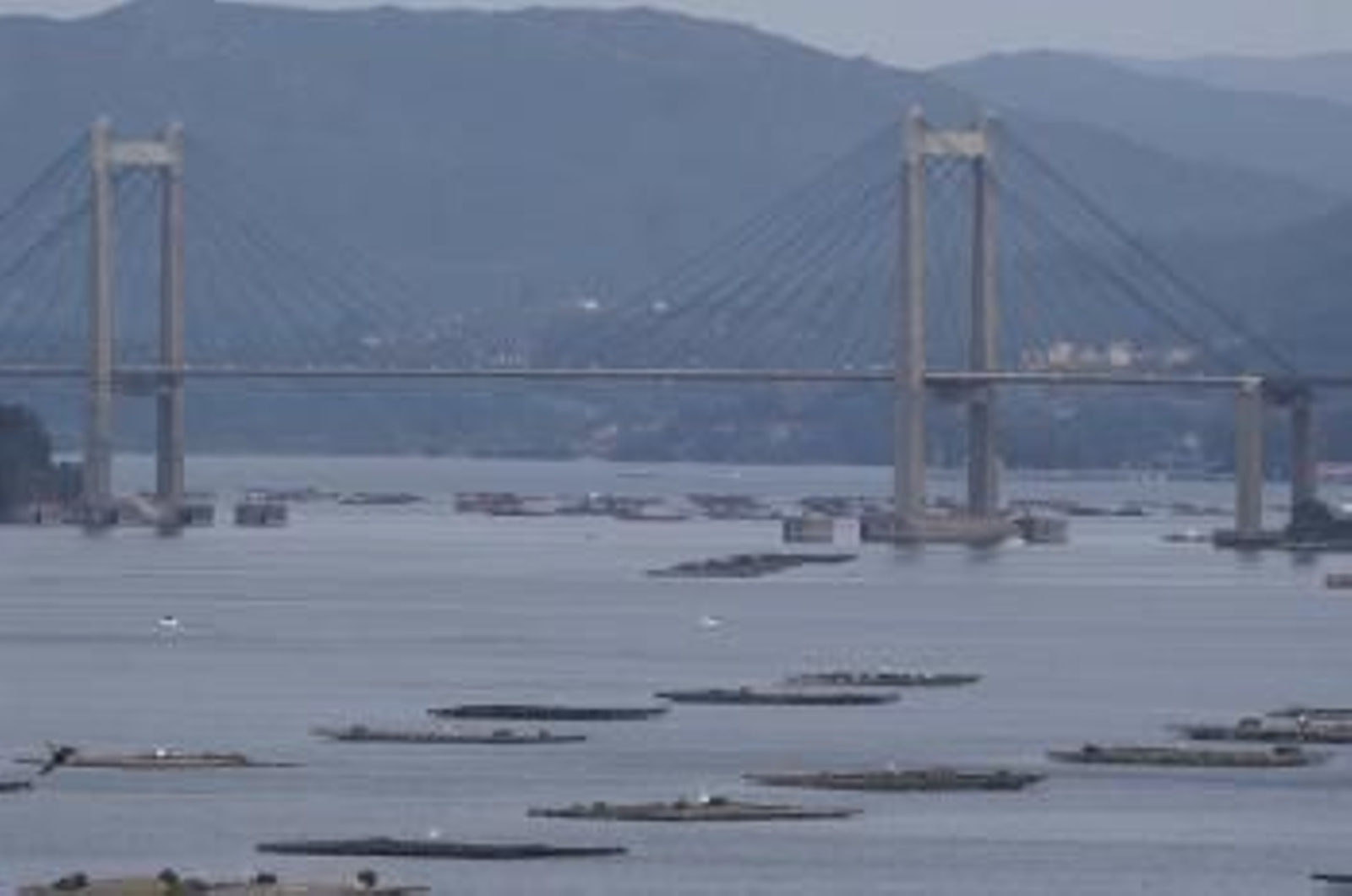 La Ría de Vigo cuenta con 550 bateas de mejillón, según el censo oficial.