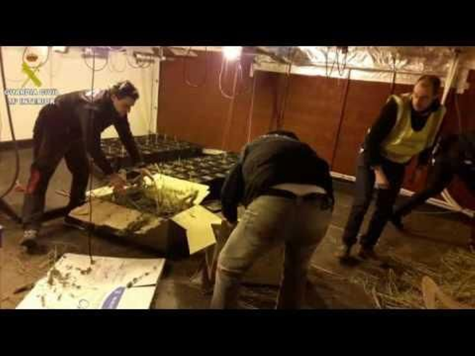 La Guardia Civil desmantela un invernadero de marihuana en O Rosal