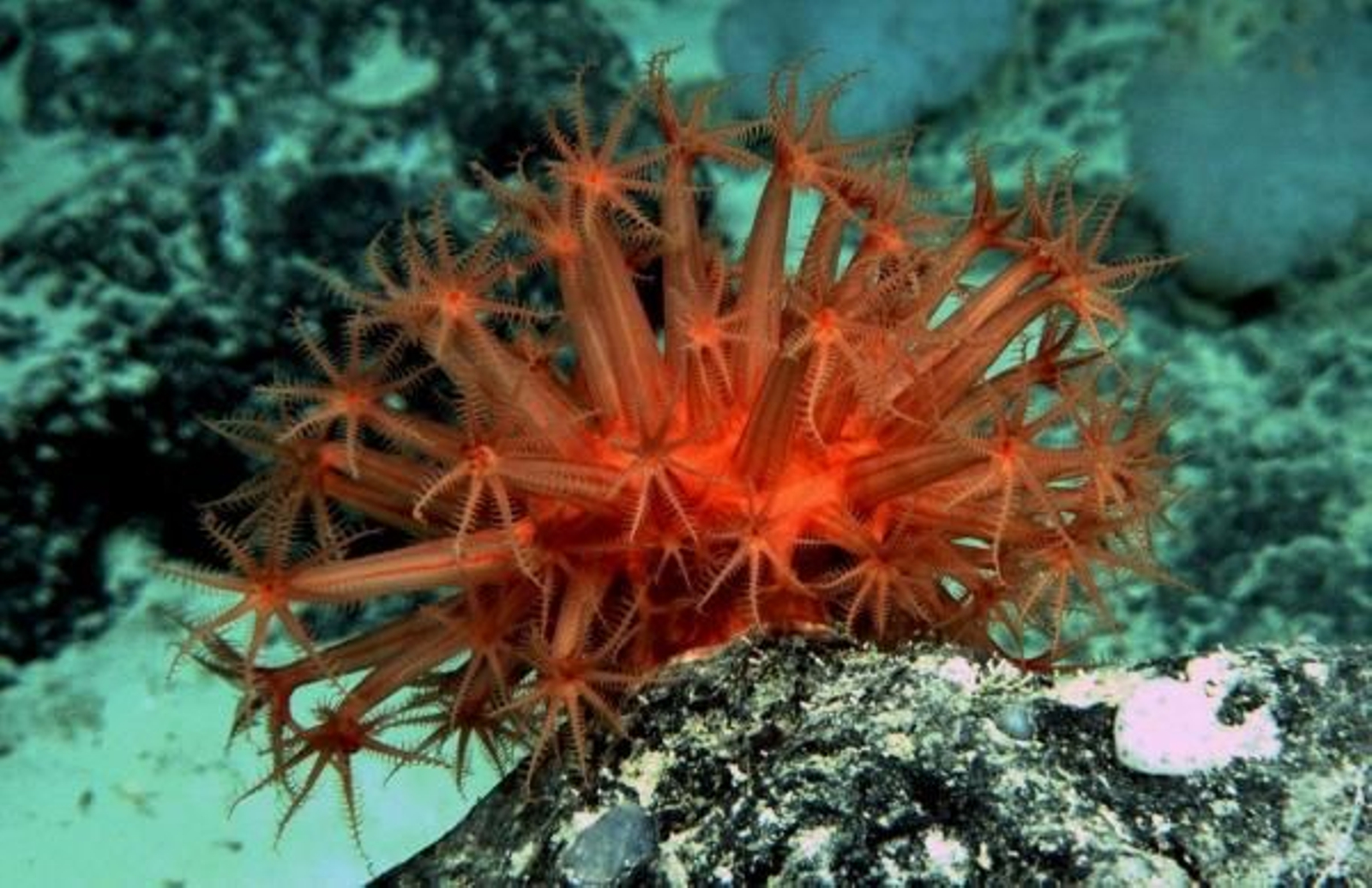 Una de las nuevas especies descubiertas es este coral rojo.
