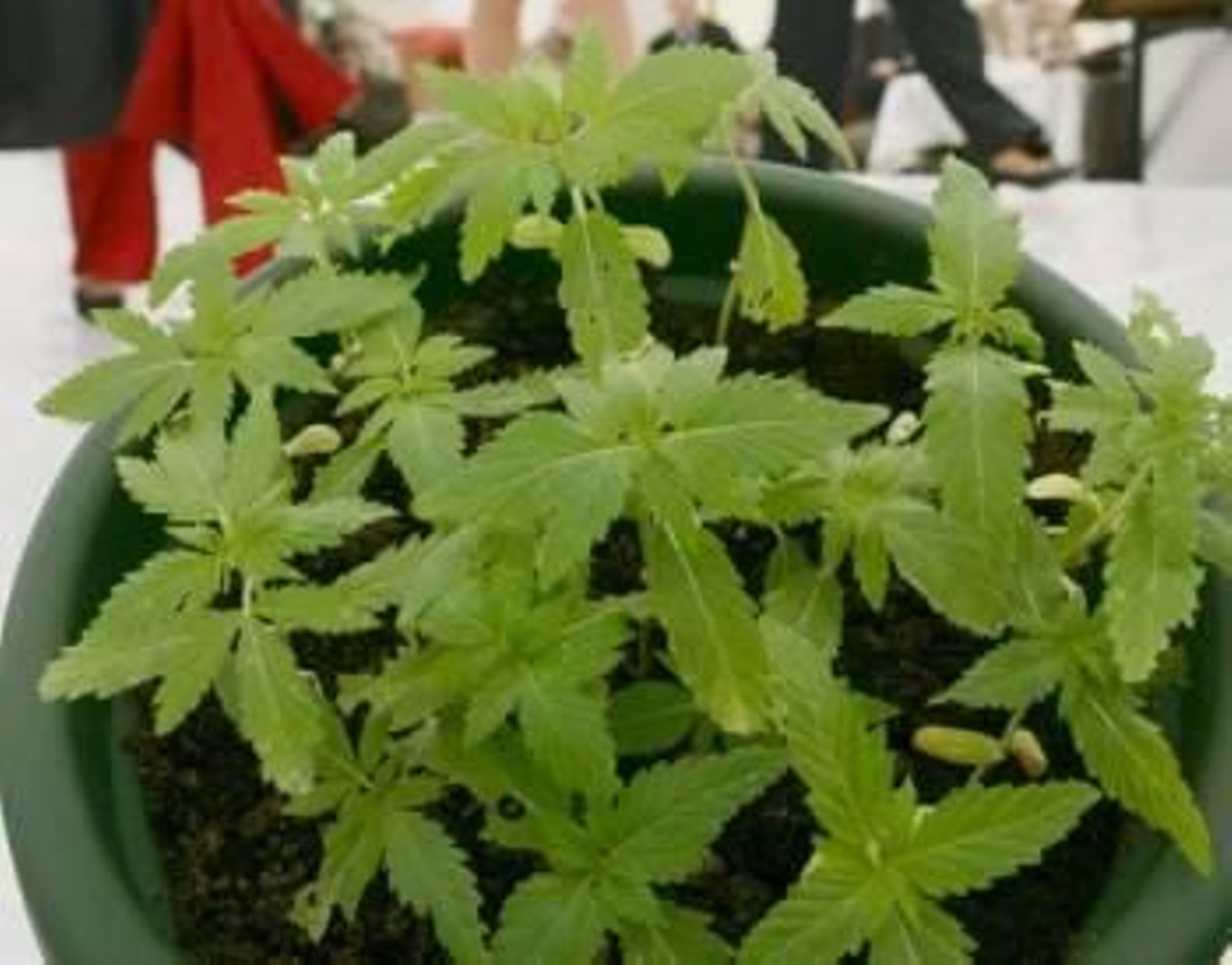 Planta de Cannabis (Foto: Archivo EFE)