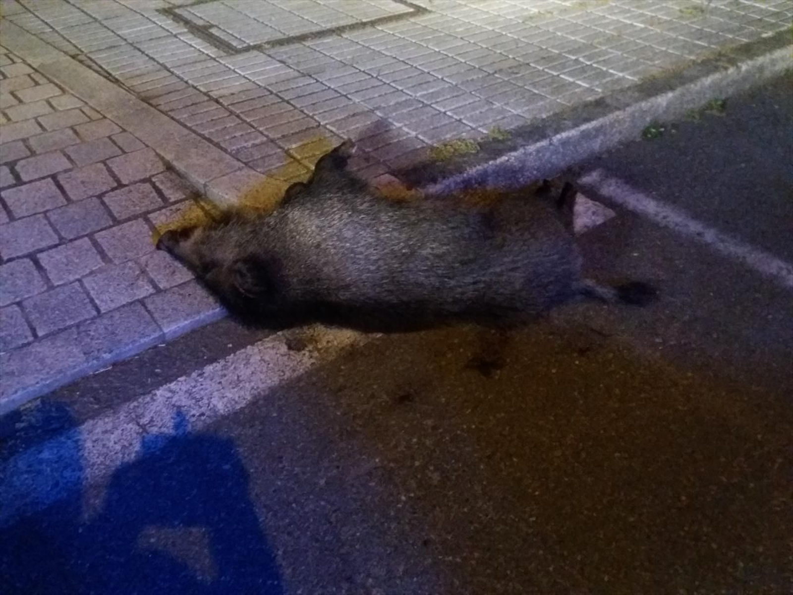 La Policía abate a tiros a un jabalí en Vigo