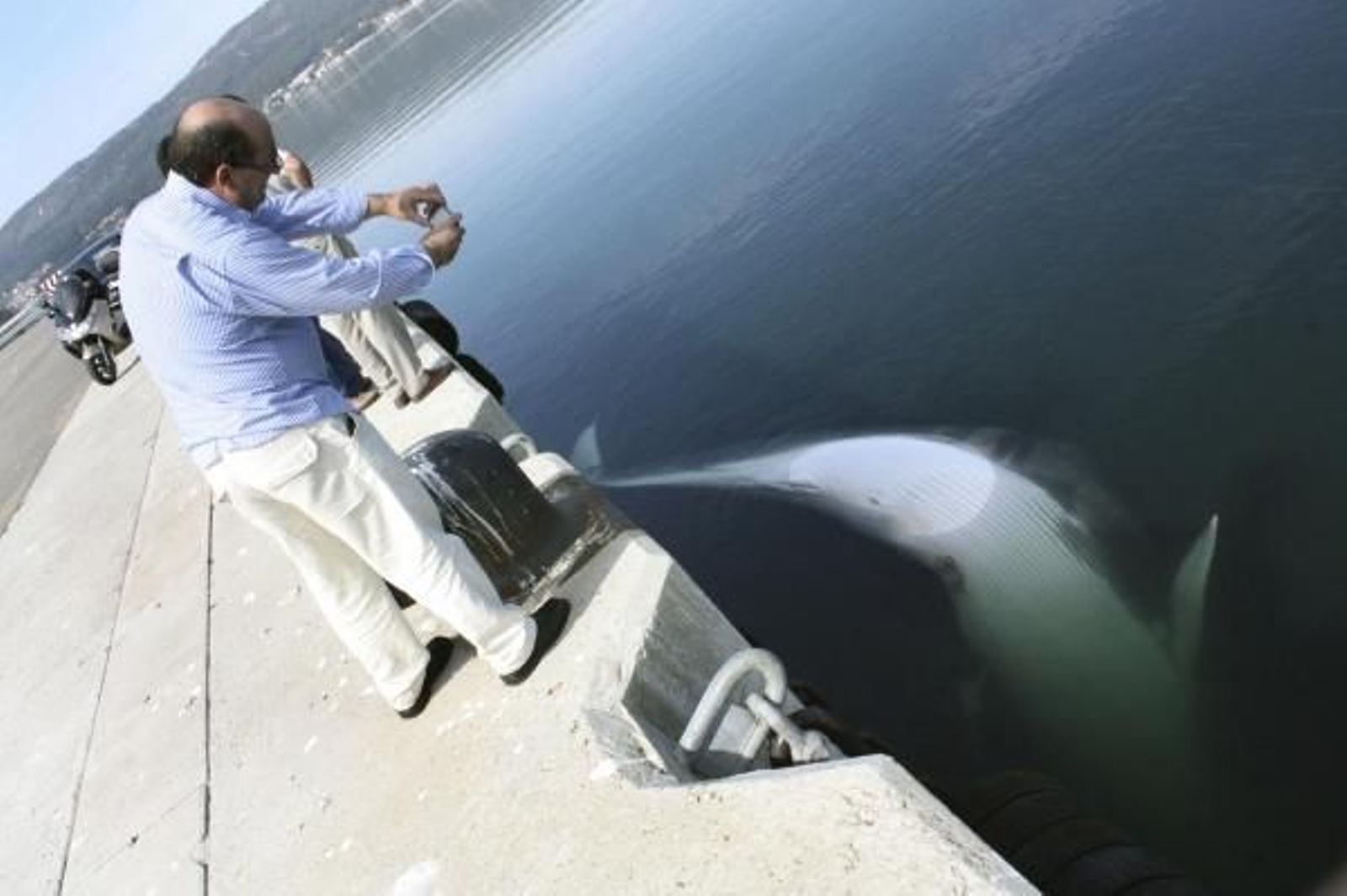 Un hombre observa la ballena, en el puerto de Marín. (Foto: EFE)