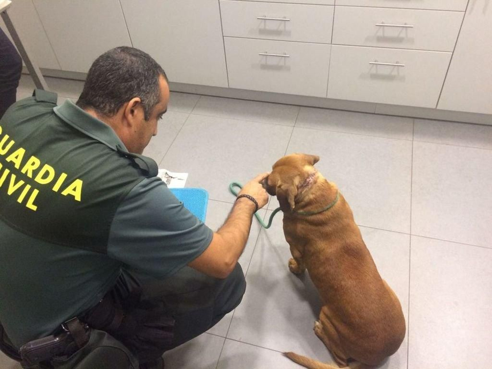 Uno de los ejemplares tenía la cadena completamente incrustada en la carne y cubierta por piel.