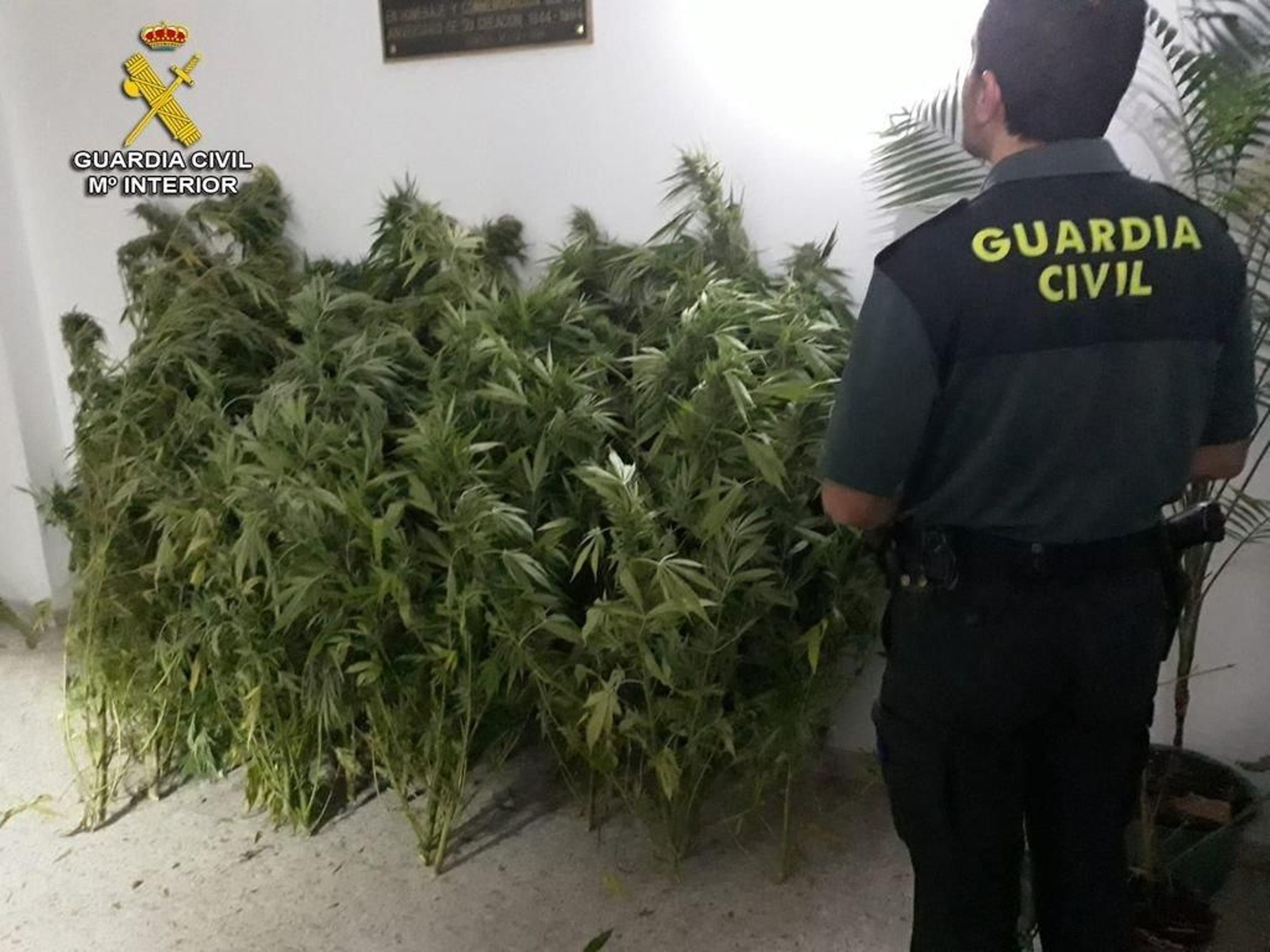 Las 28 plantas de marihuana incautadas en una finca propiedad de un vecino de Covelo.