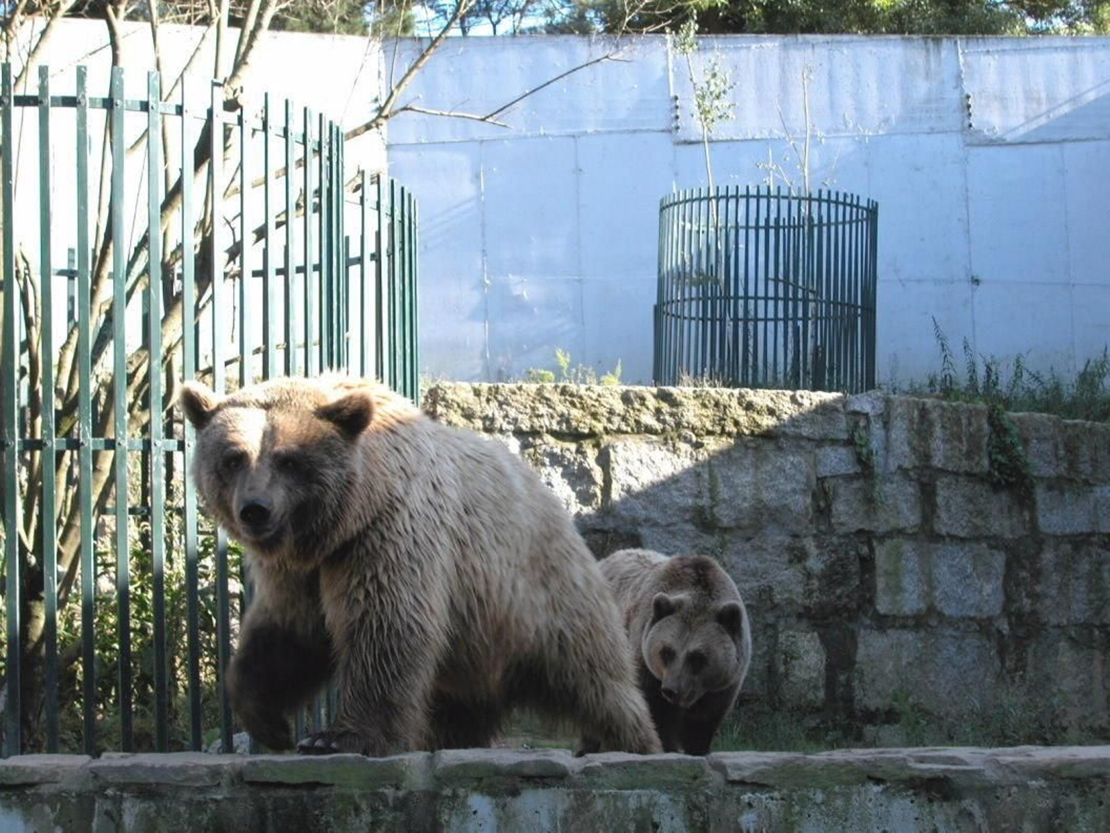 "Pelayo" vivía con su hermano.