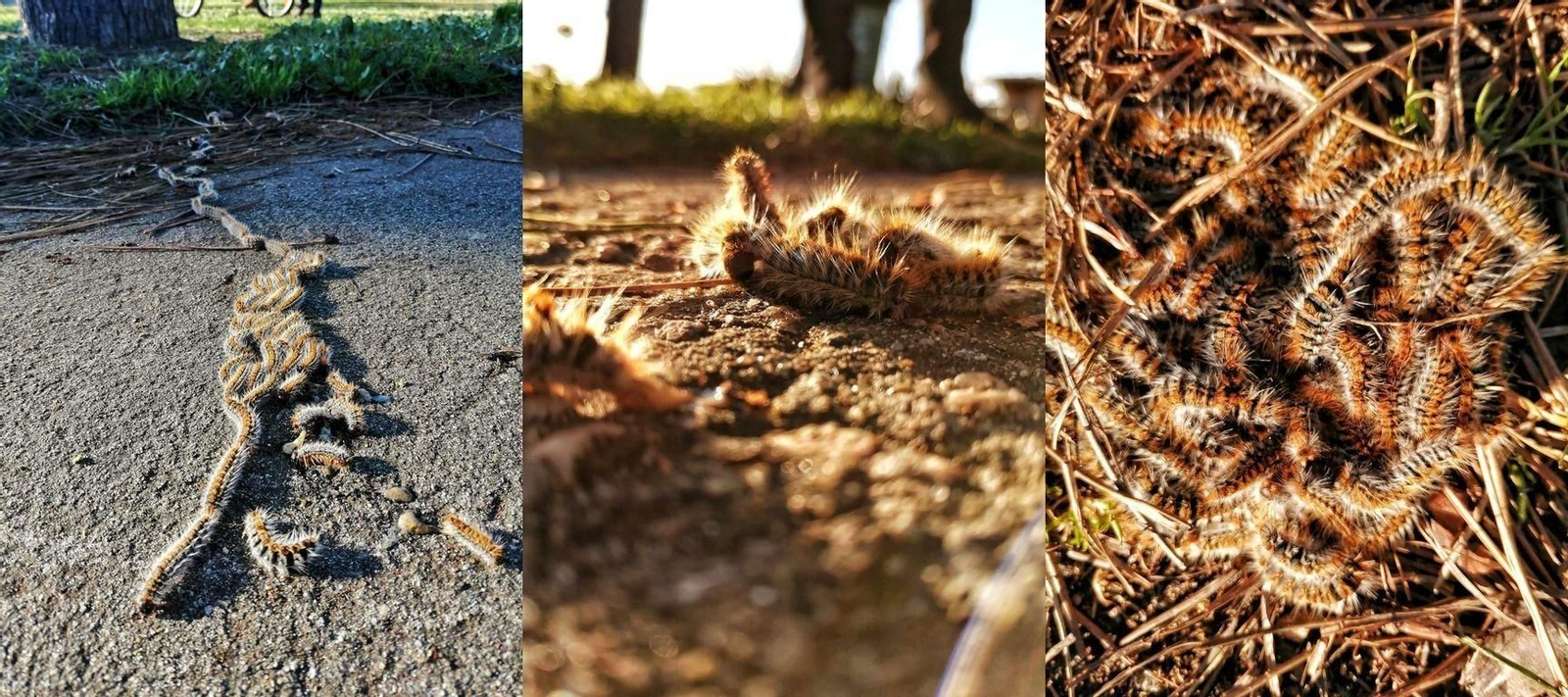 La presencia de la procesionaria es visible en los pinares de Samil, donde se puede encontrar en el suelo y en los troncos de los árboles