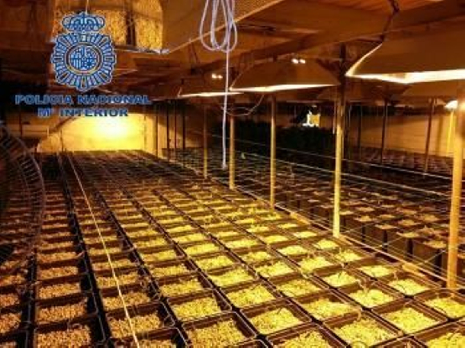 Las 3.000 plantas de marihuana intervenidas en Palma.