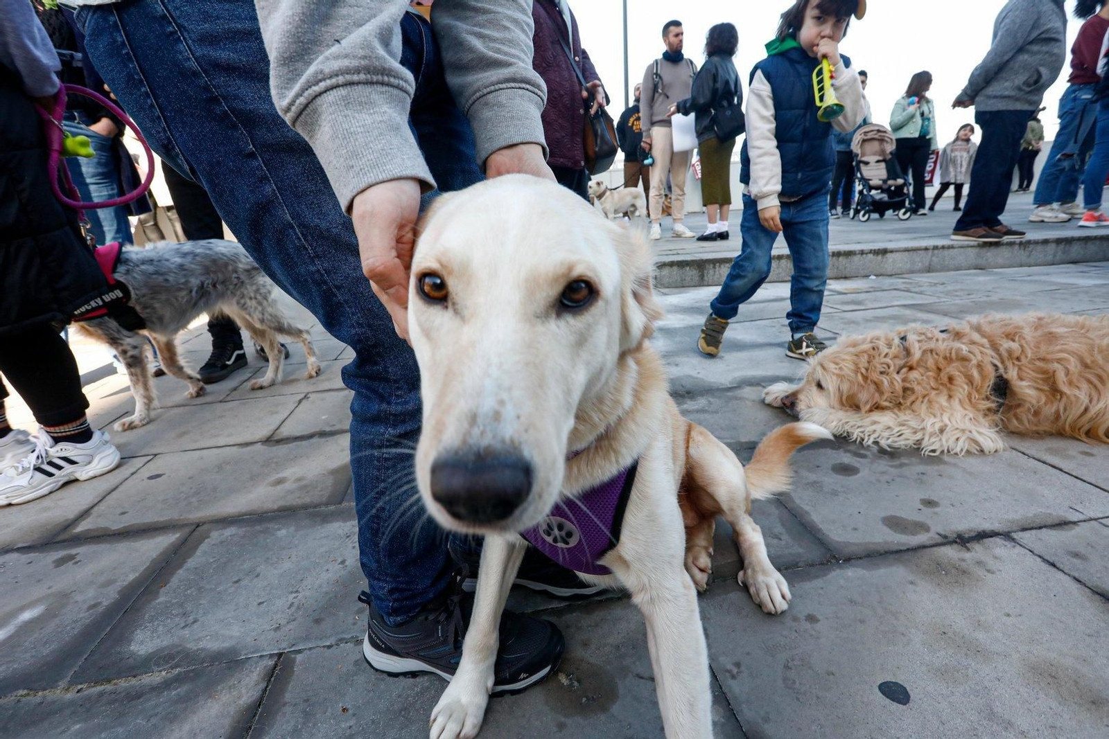 Perro en la manifestación por el derecho de los animales. // Jorge Santomé