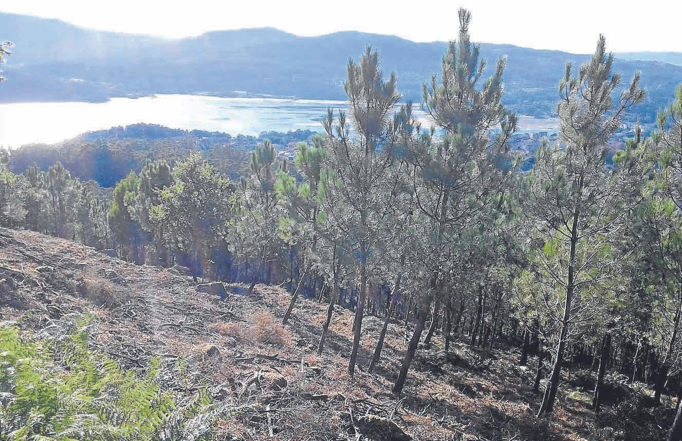 La repoblación que se lleva a cabo en zonas quemadas darán prioridad a especies autóctonas.