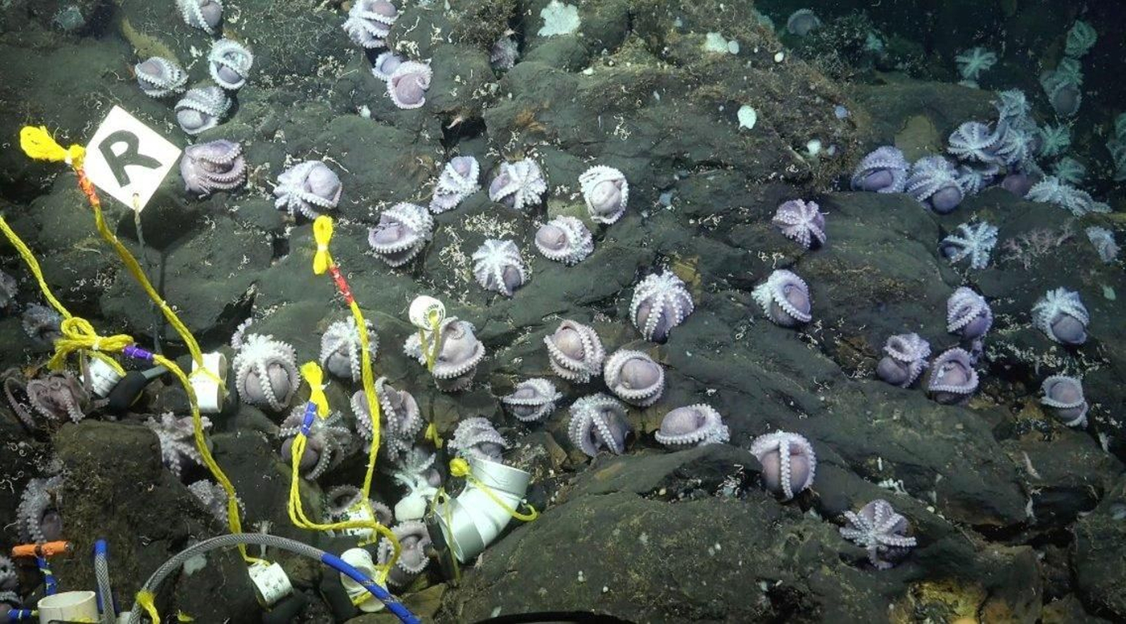 Pulpos en el mar de Costa Rica. // Schmidt Ocean Institute