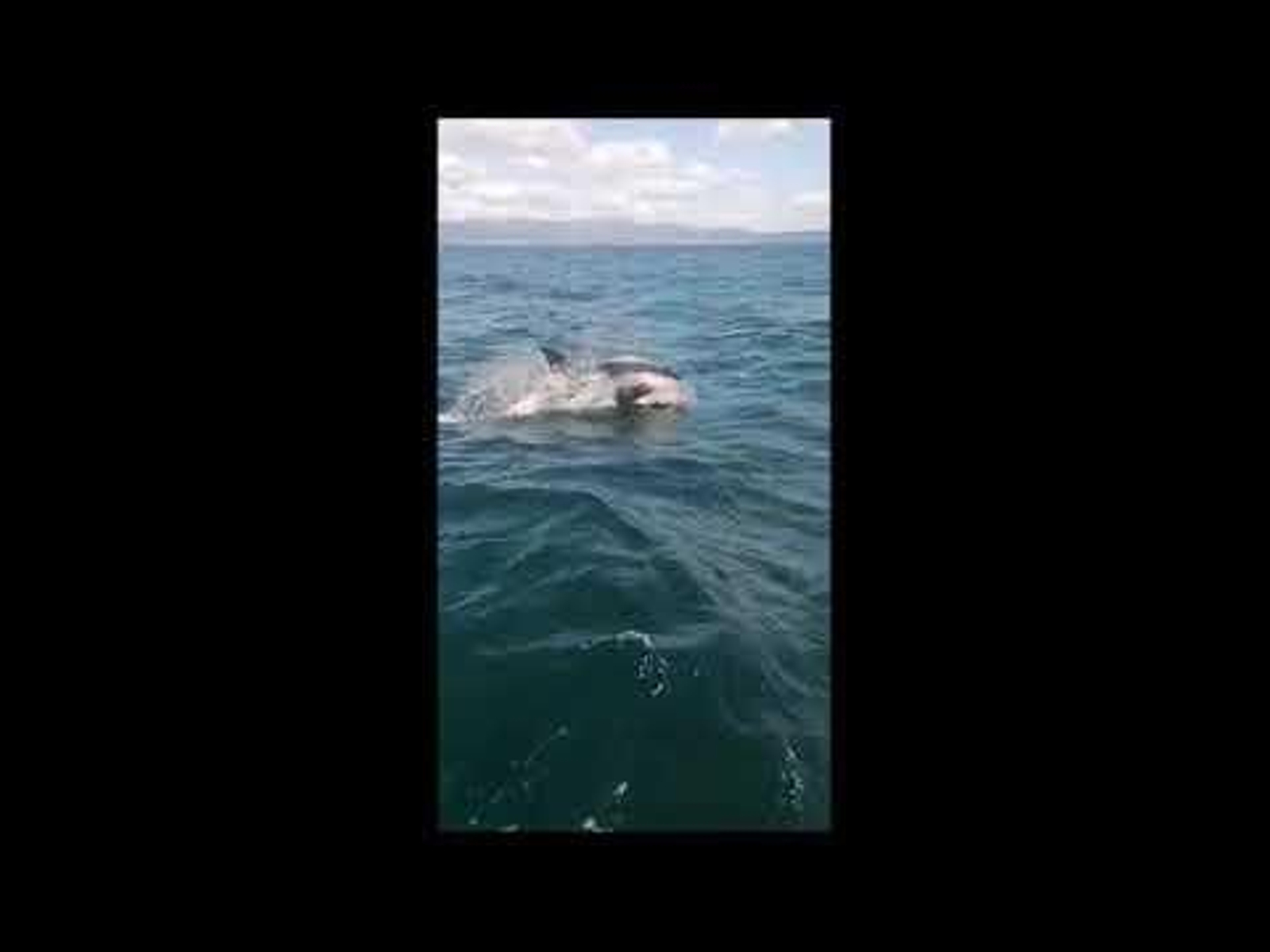 Orcas en las Rías Baixas