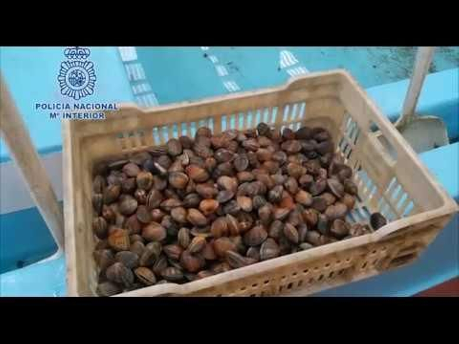 Incautan 16 toneladas de almeja japónica ilegal en Vigo en una operación a nivel nacional con 25 000