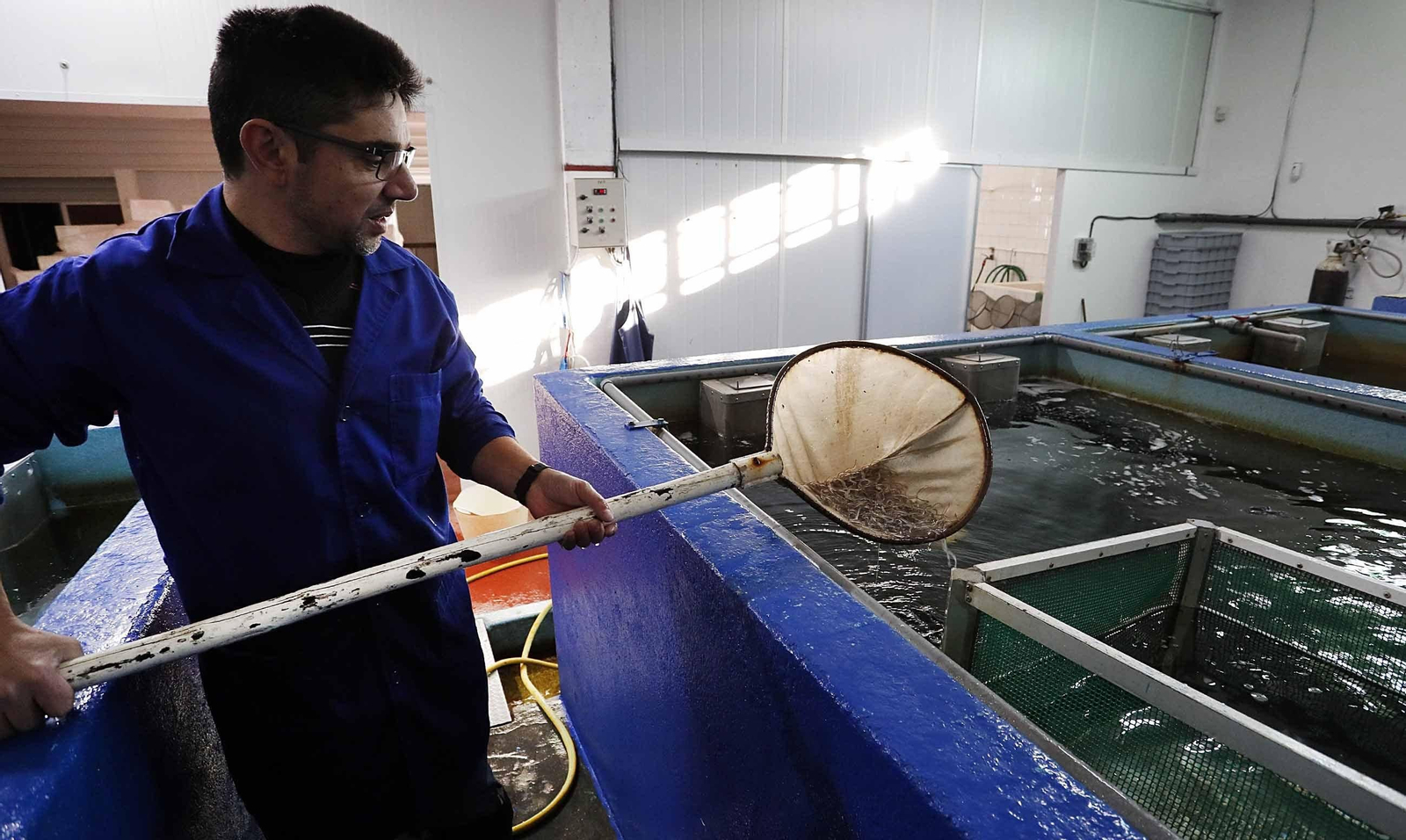 Las angulas reciben tratamiento artesanal en un vivero de Goián.