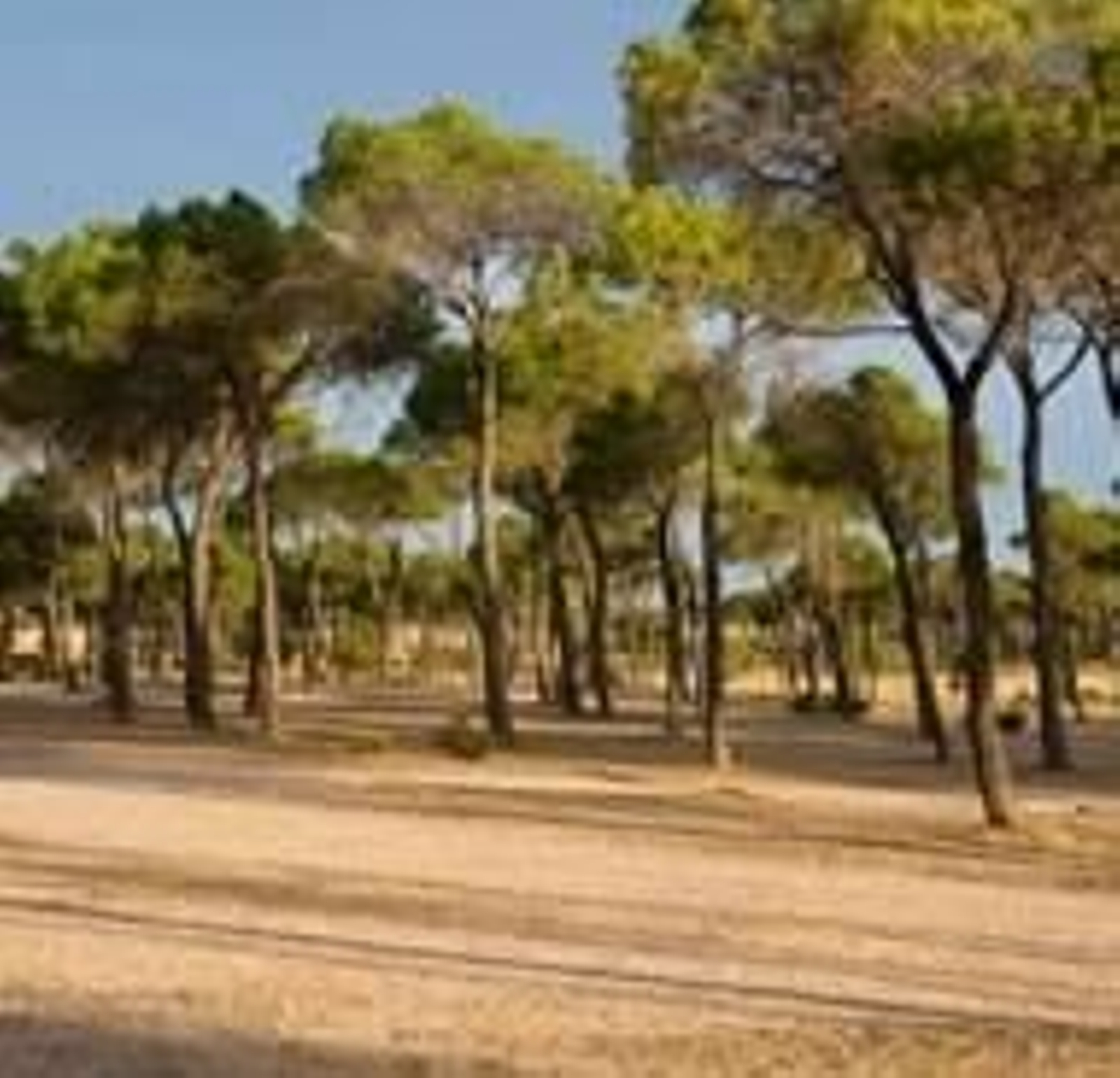 Vista de un parque en Albacete.