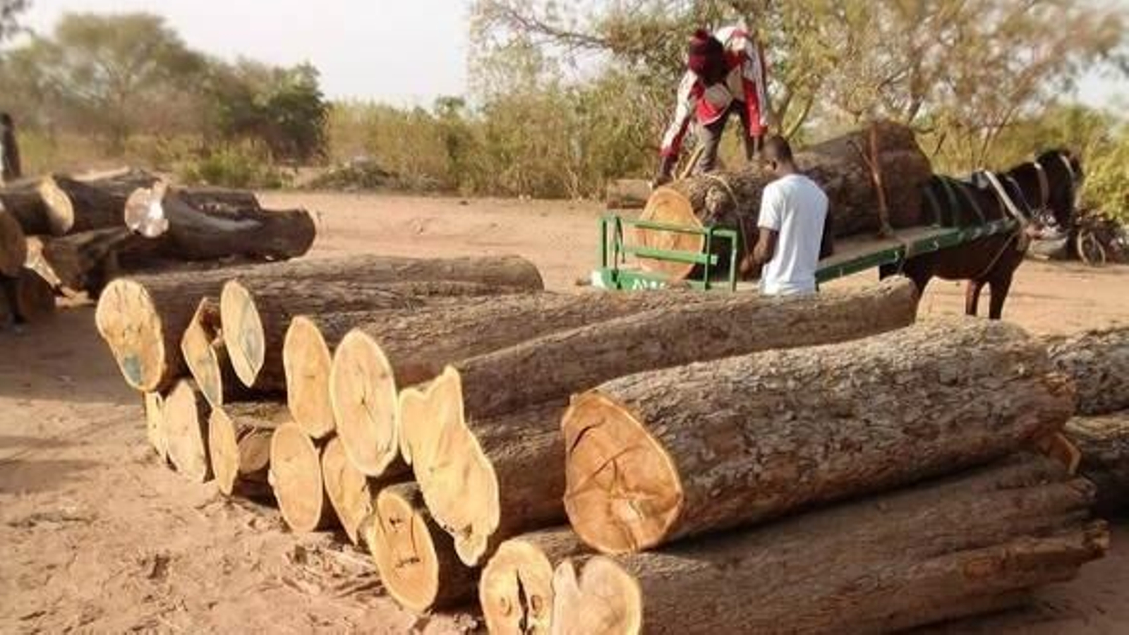 Troncos apilados en Gambia para su exportación.