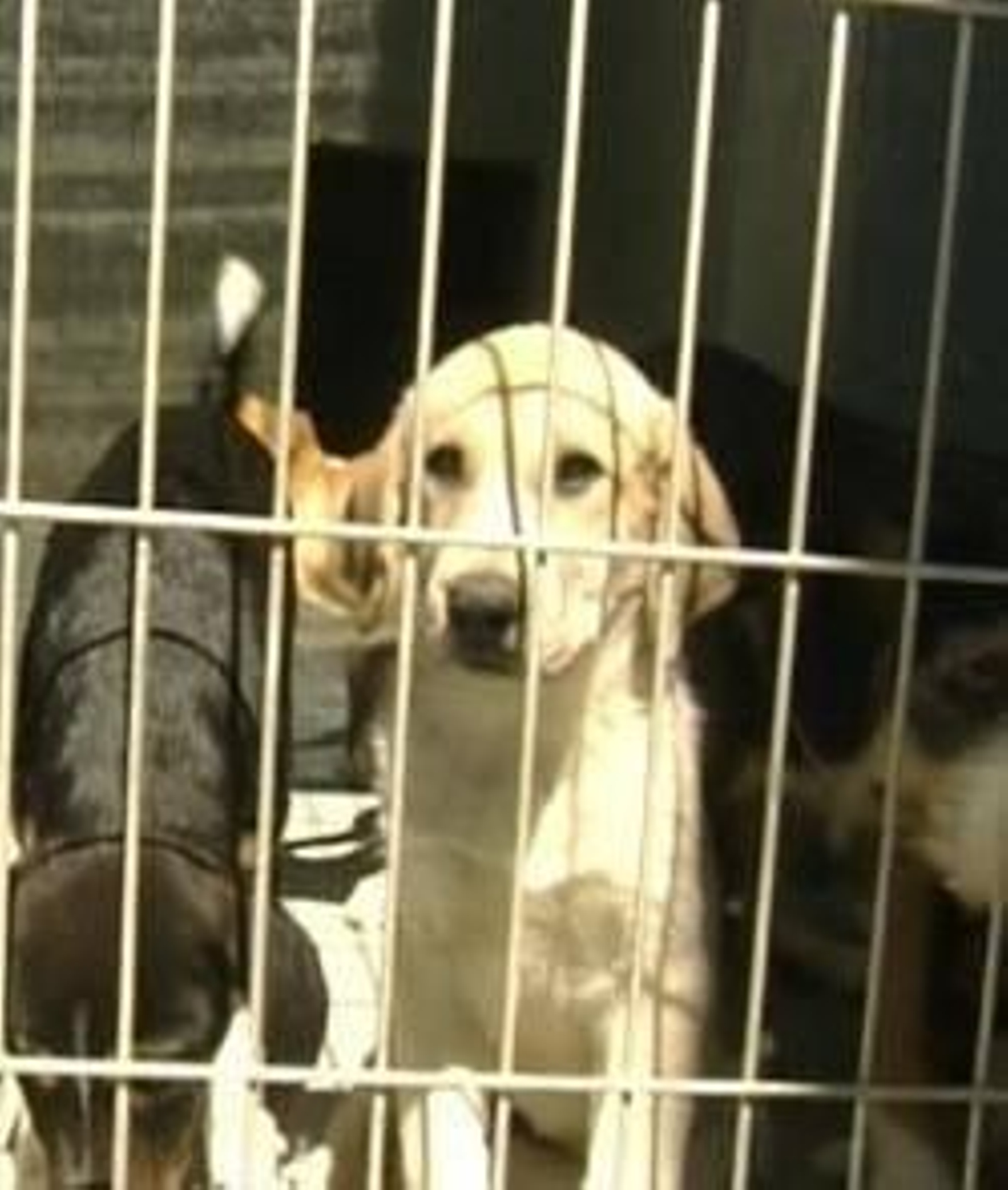 Campaña de esterilización de perros y gatos.