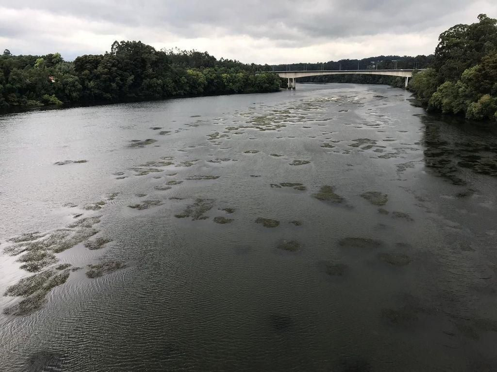 La invasión de algas llega hasta el río Miño