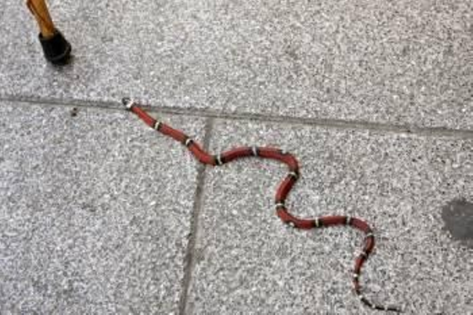 Imagen de la serpiente coral. (Foto: Carlos García)