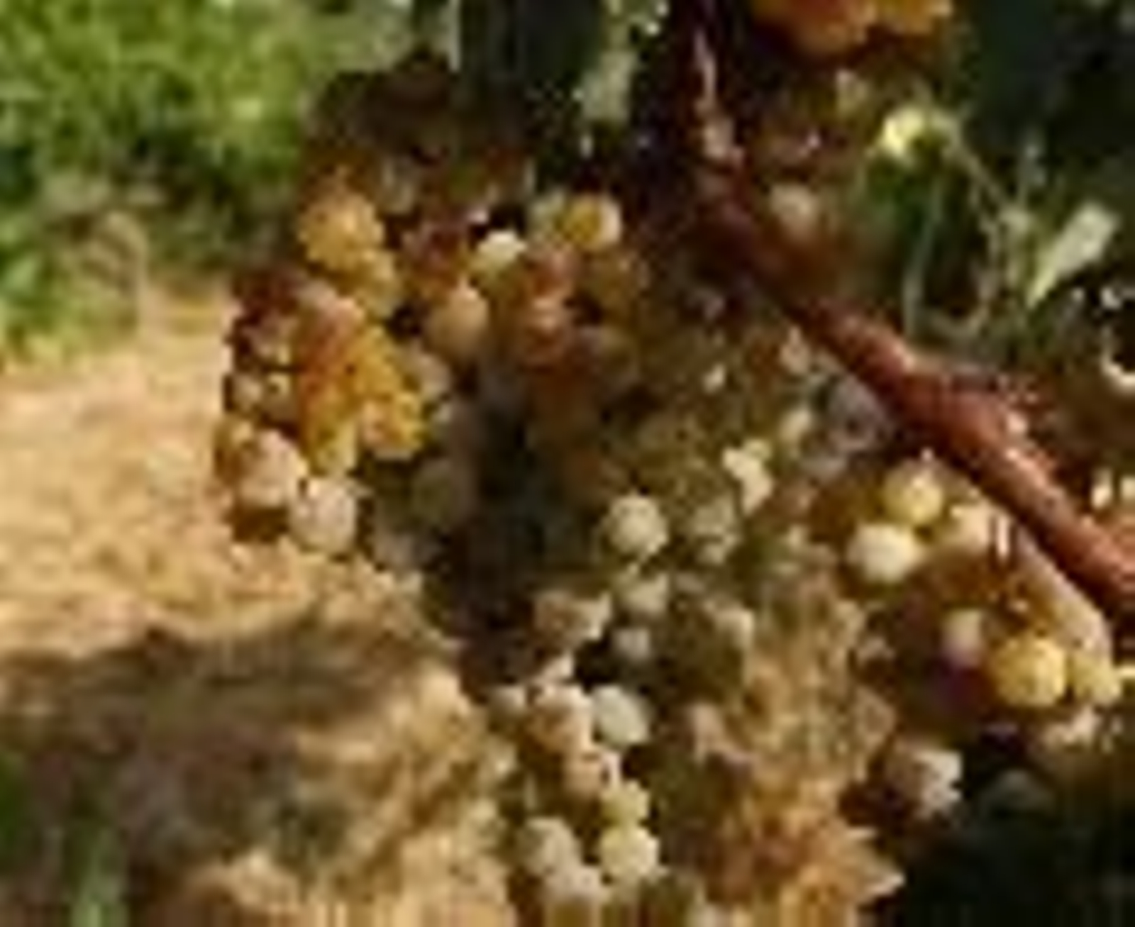 Acuerdo de colaboración con Aragón en horticultura.