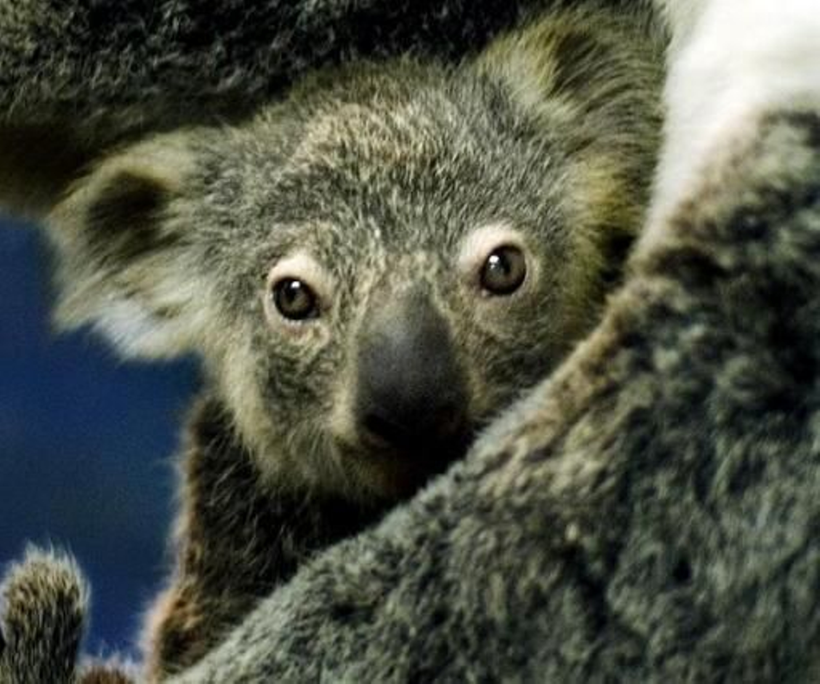 La primera cría de koala nacida en España