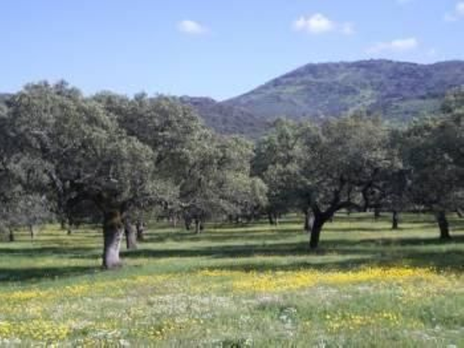 La Junta invierte para mejorar los montes extremeños.