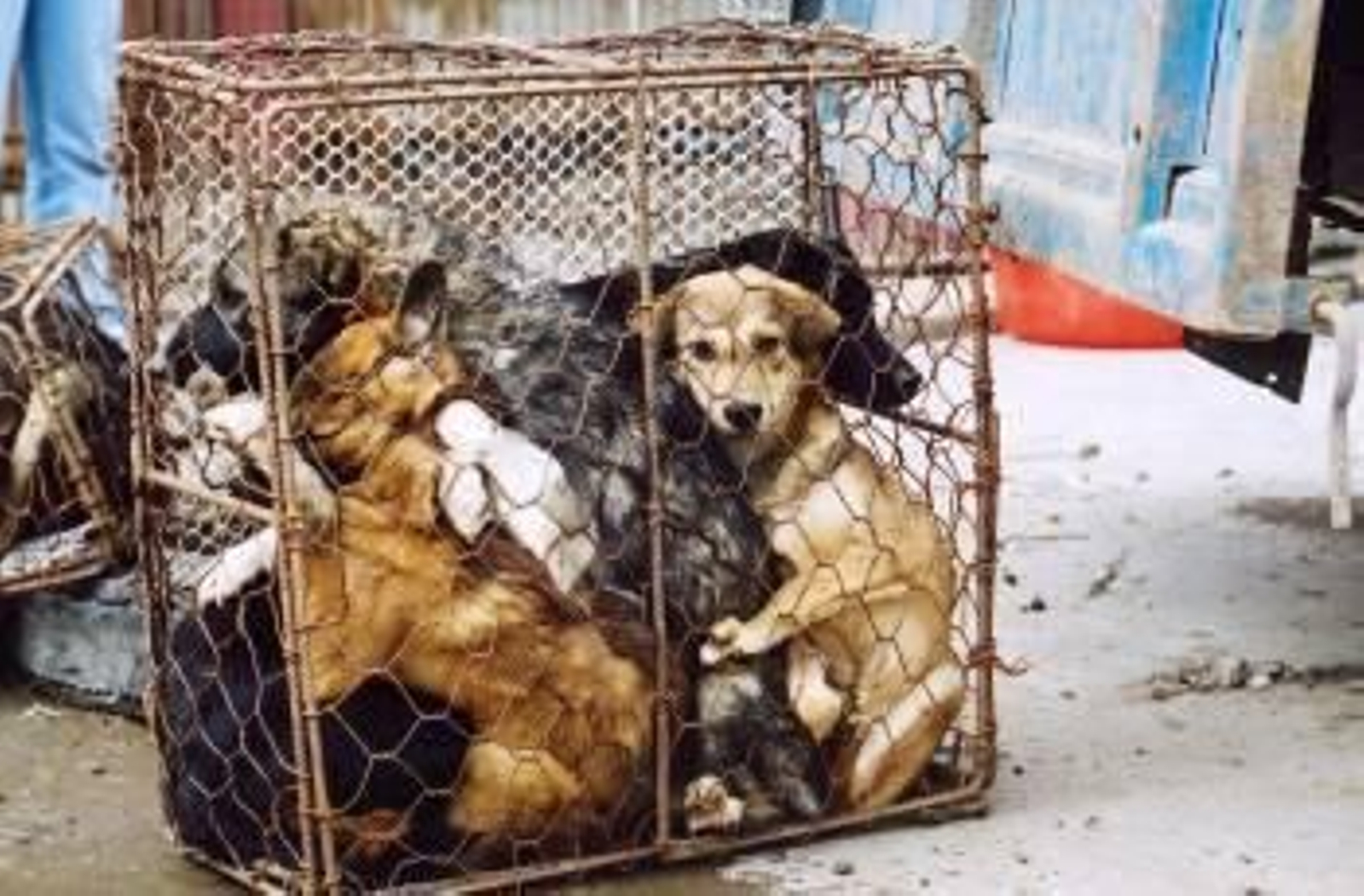 Más de 30.000 perros son traficados al mes desde Tailandia con destino a los restaurantes de Vietnam. (Foto: EFE)