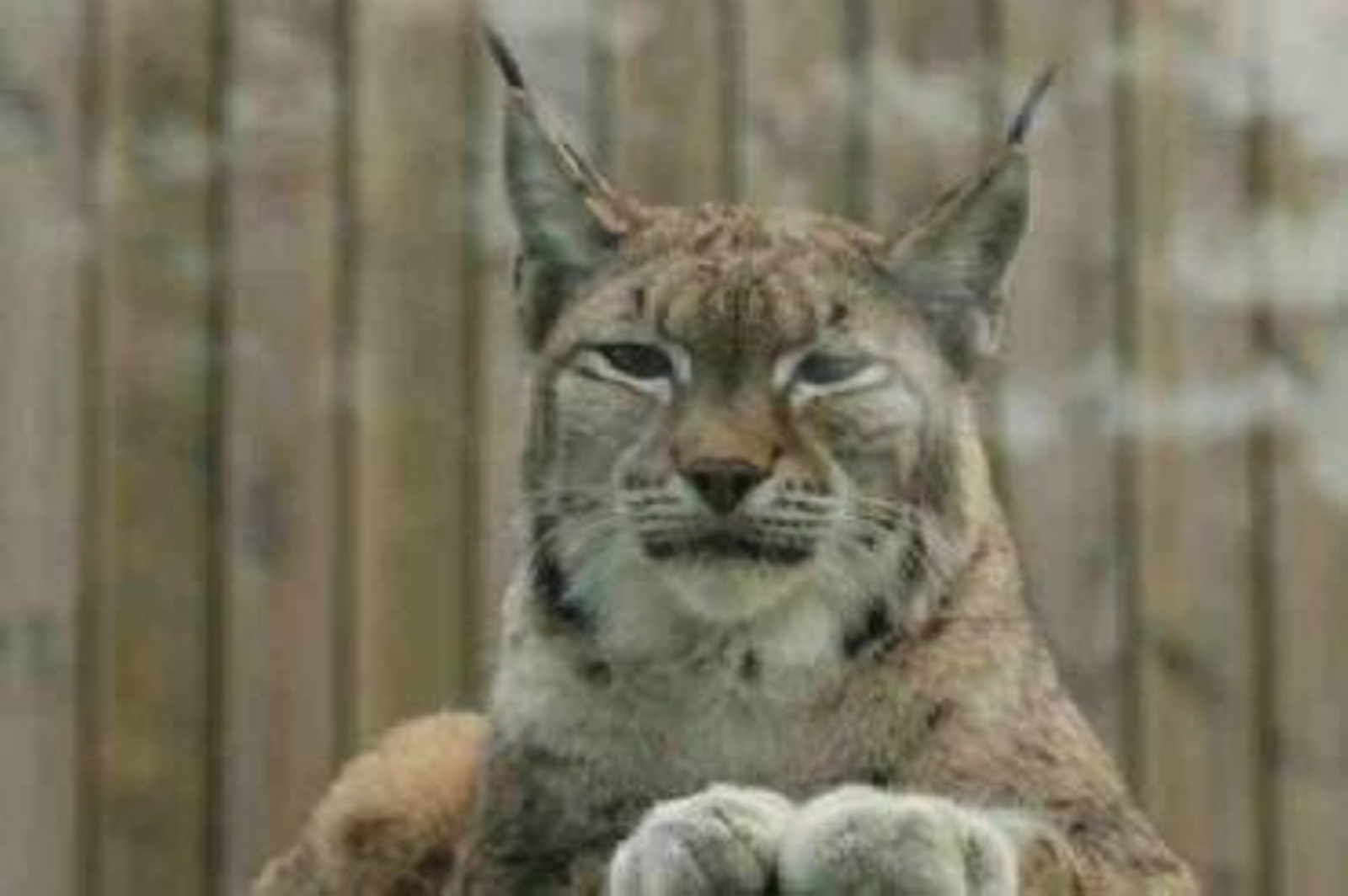El lince del zoo vigués tendrá compañia.