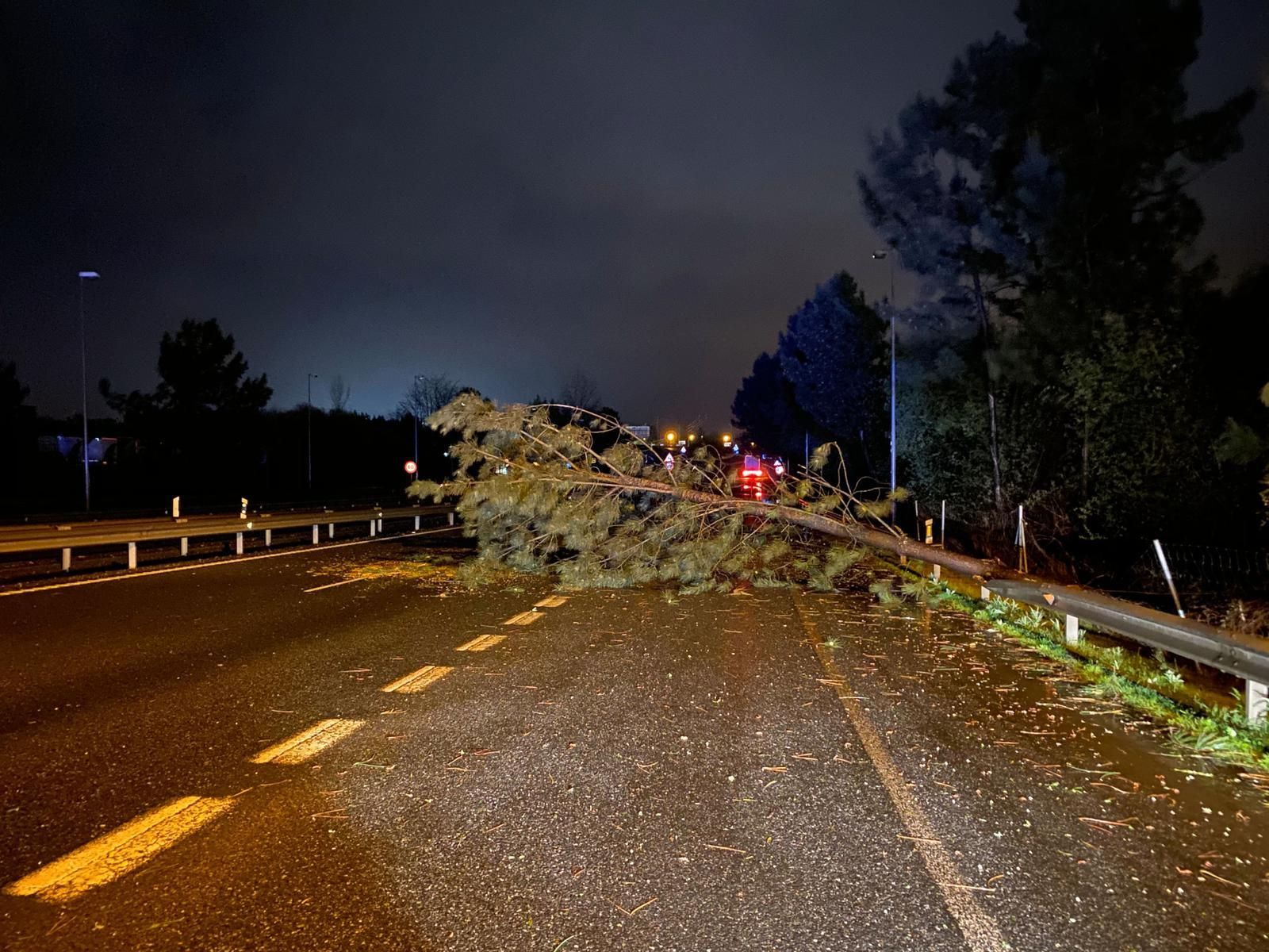Un árbol que se precipitó a la calzada en la A-55 impactando contra un camión.