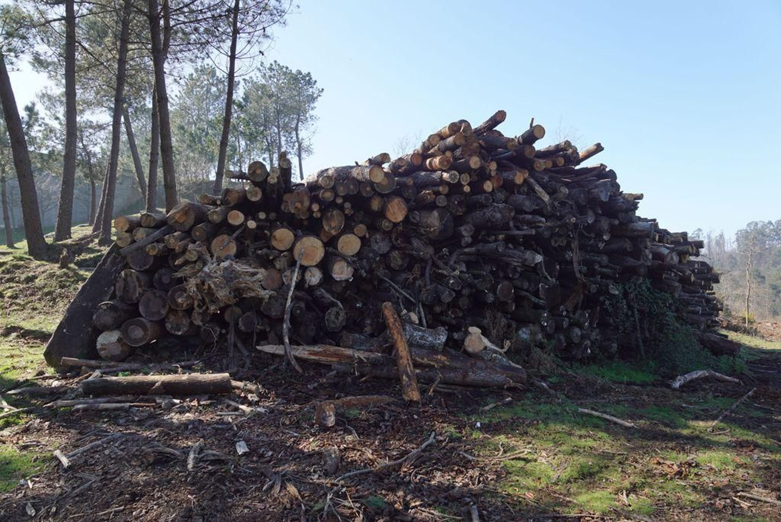 Madera cortada en Zamáns, apilada para su venta.