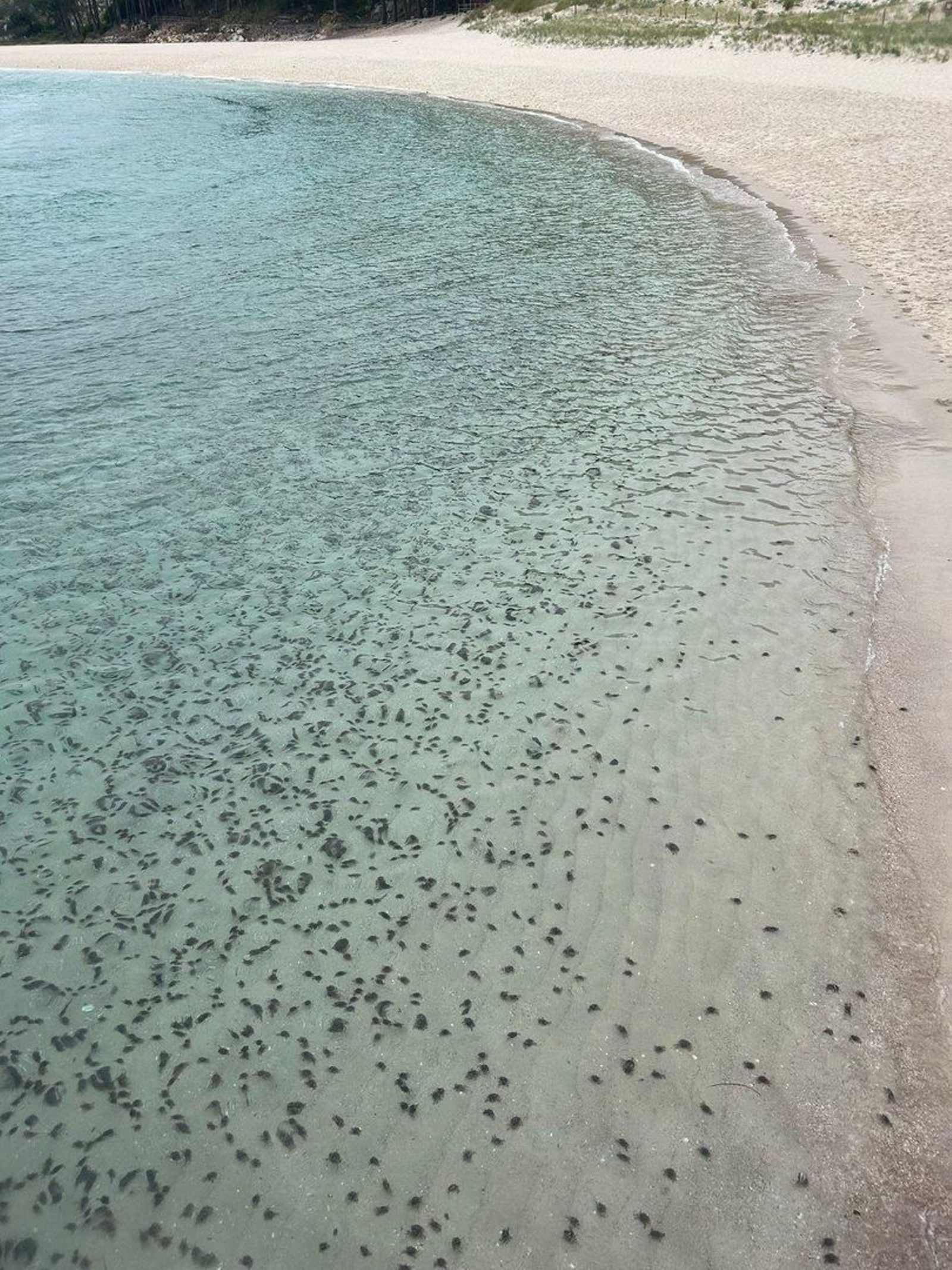 Los cangrejos patexos, en la orilla de Rodas.