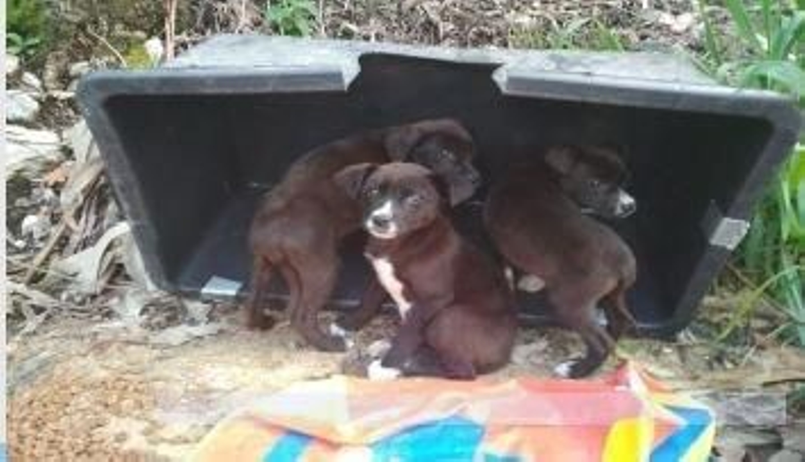 Los cachorro encontrados en el Monte da Mina.