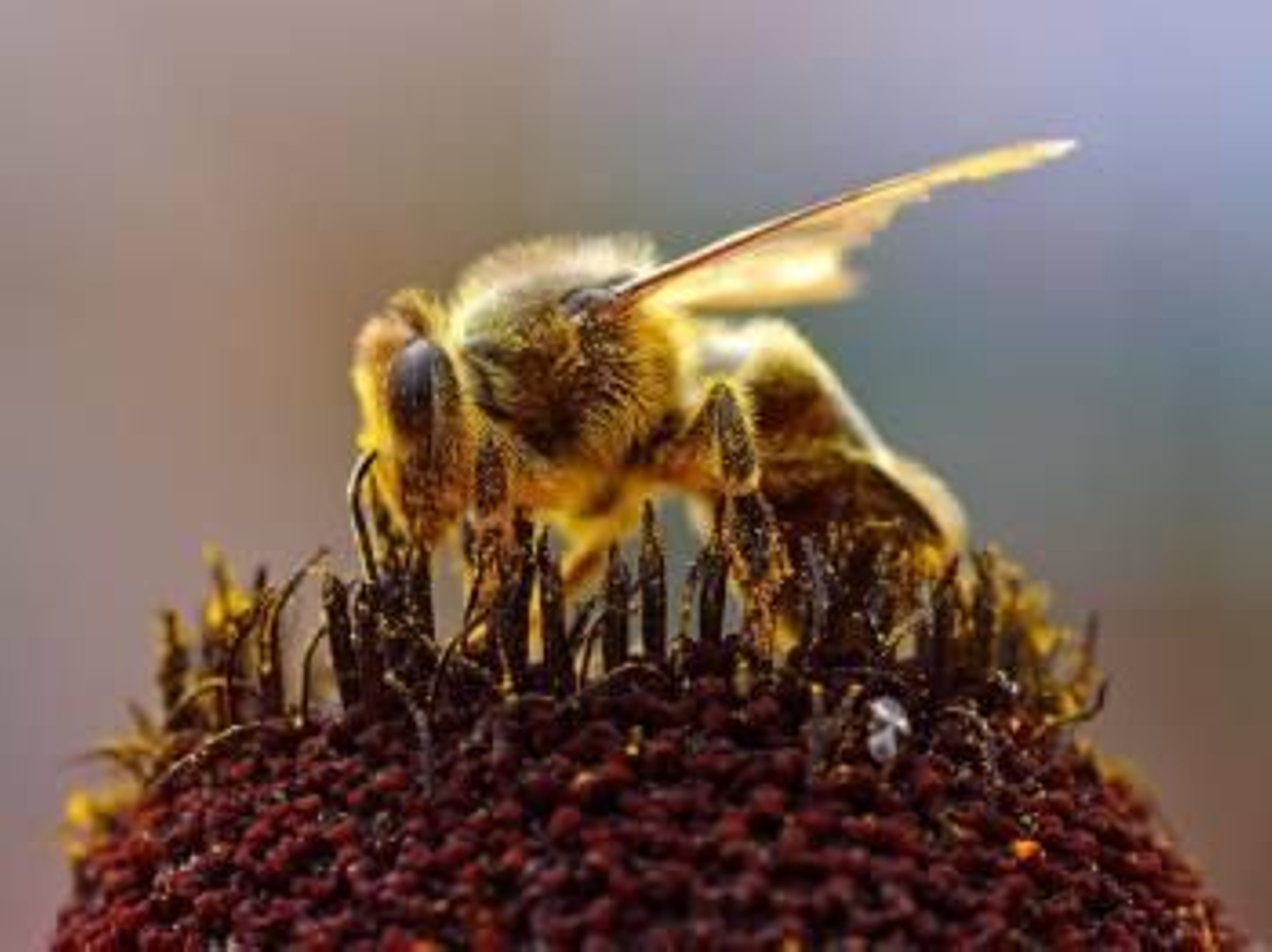 Los beneficios para la salud de las abejas empiezan a ganar adeptos