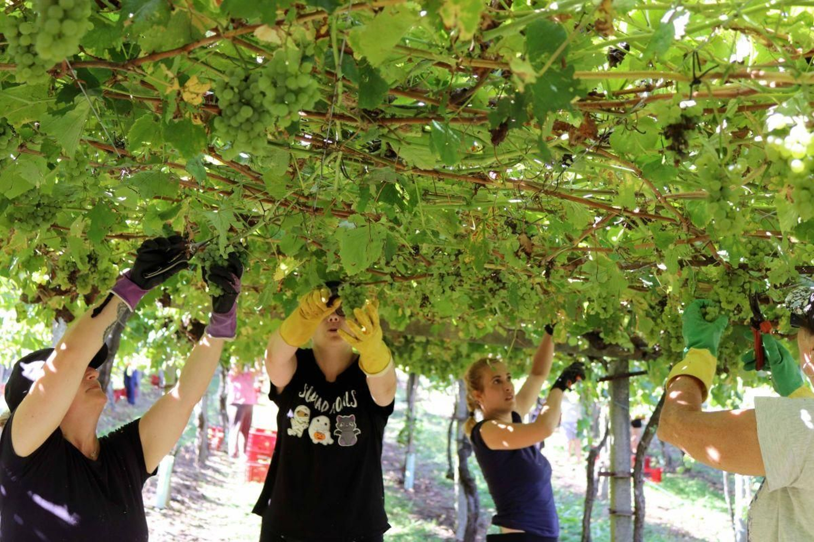 El Val do Salnés es la zona de mayor producción, con un 68,7% del total.